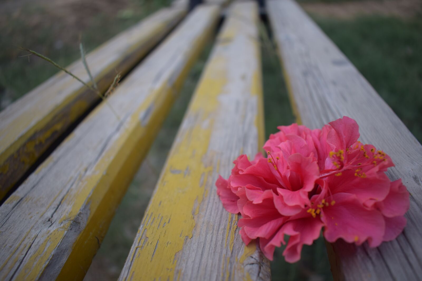 Nikon D3300 sample photo. Flower, bench, nature photography