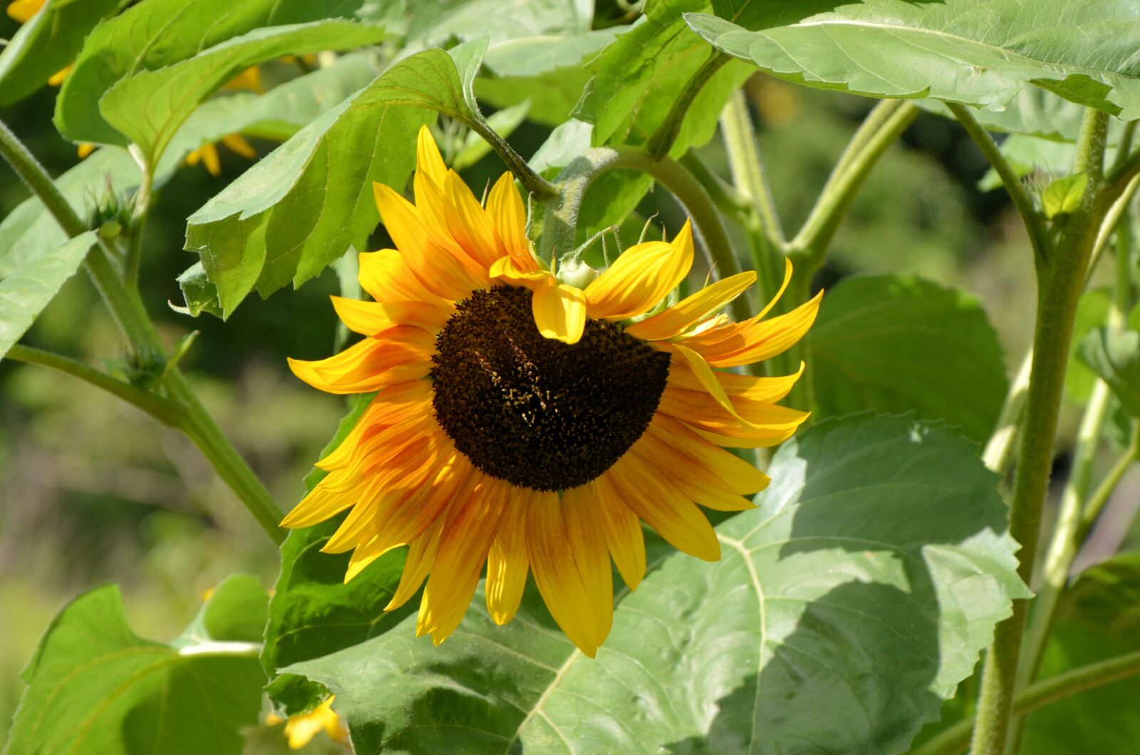 Nikon D5100 sample photo. Sunflower, summer, yellow photography