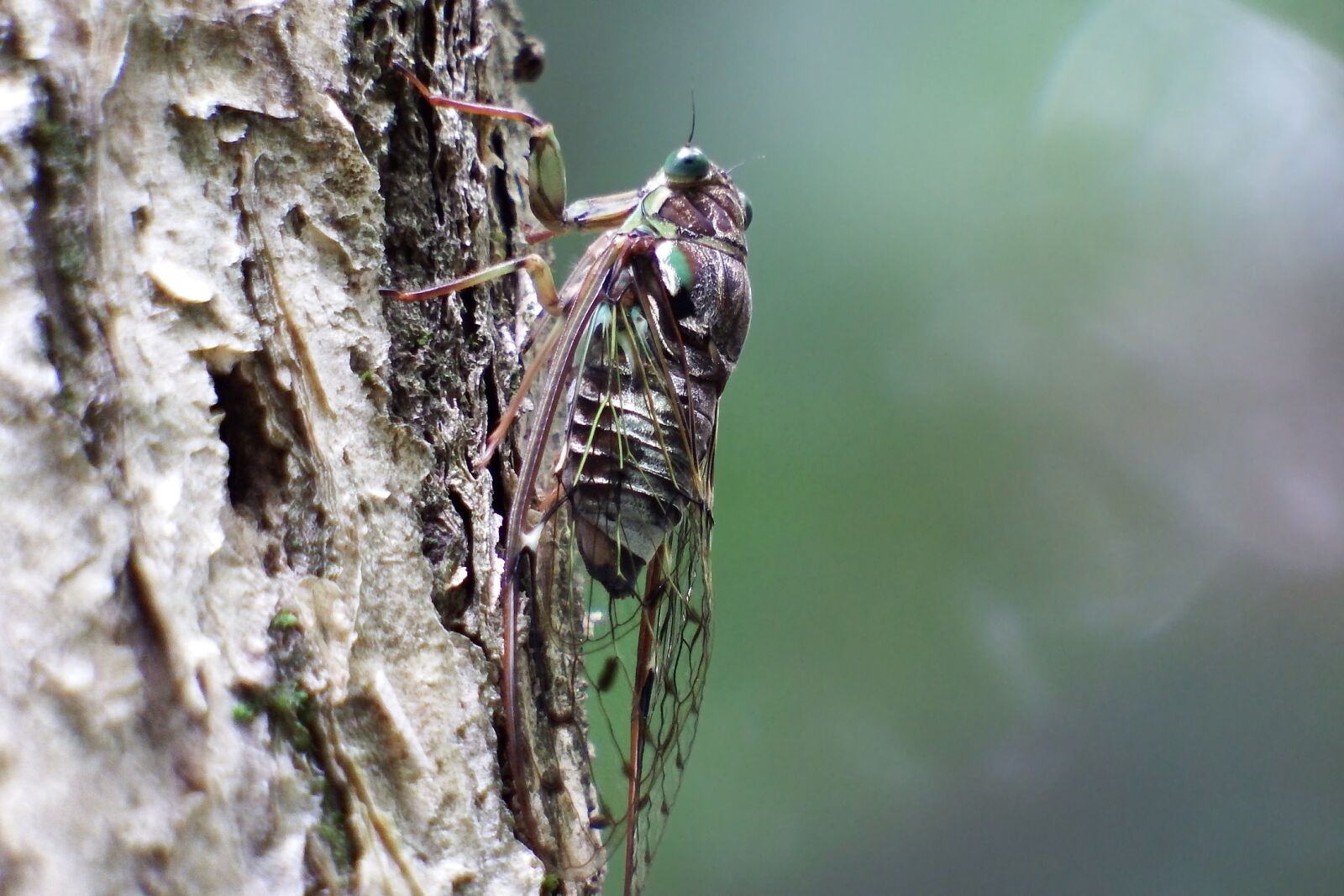 Fujifilm FinePix S1 sample photo. Japan, natural, insect photography