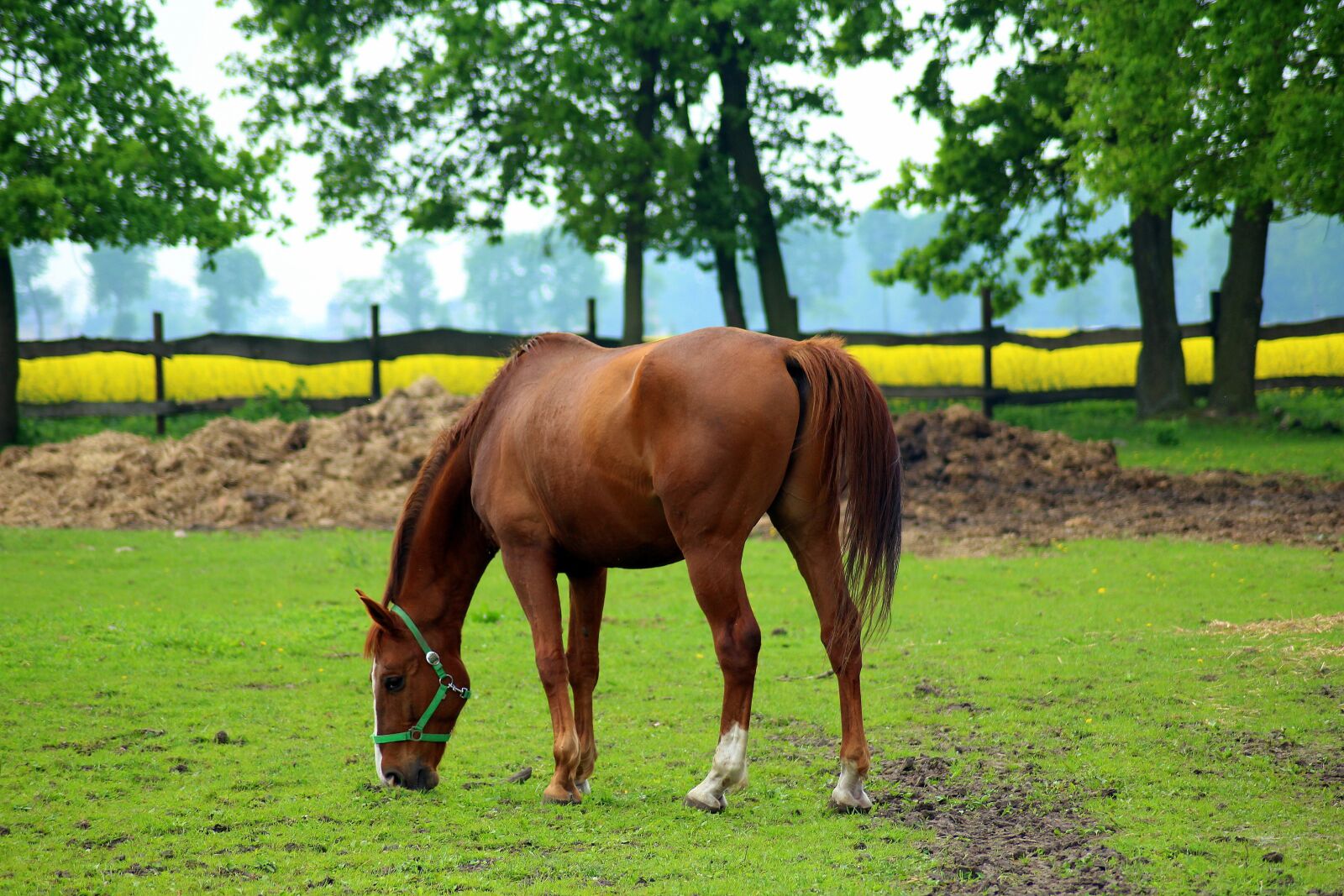 Canon EOS 1200D (EOS Rebel T5 / EOS Kiss X70 / EOS Hi) sample photo. The horse, stud, lawn photography