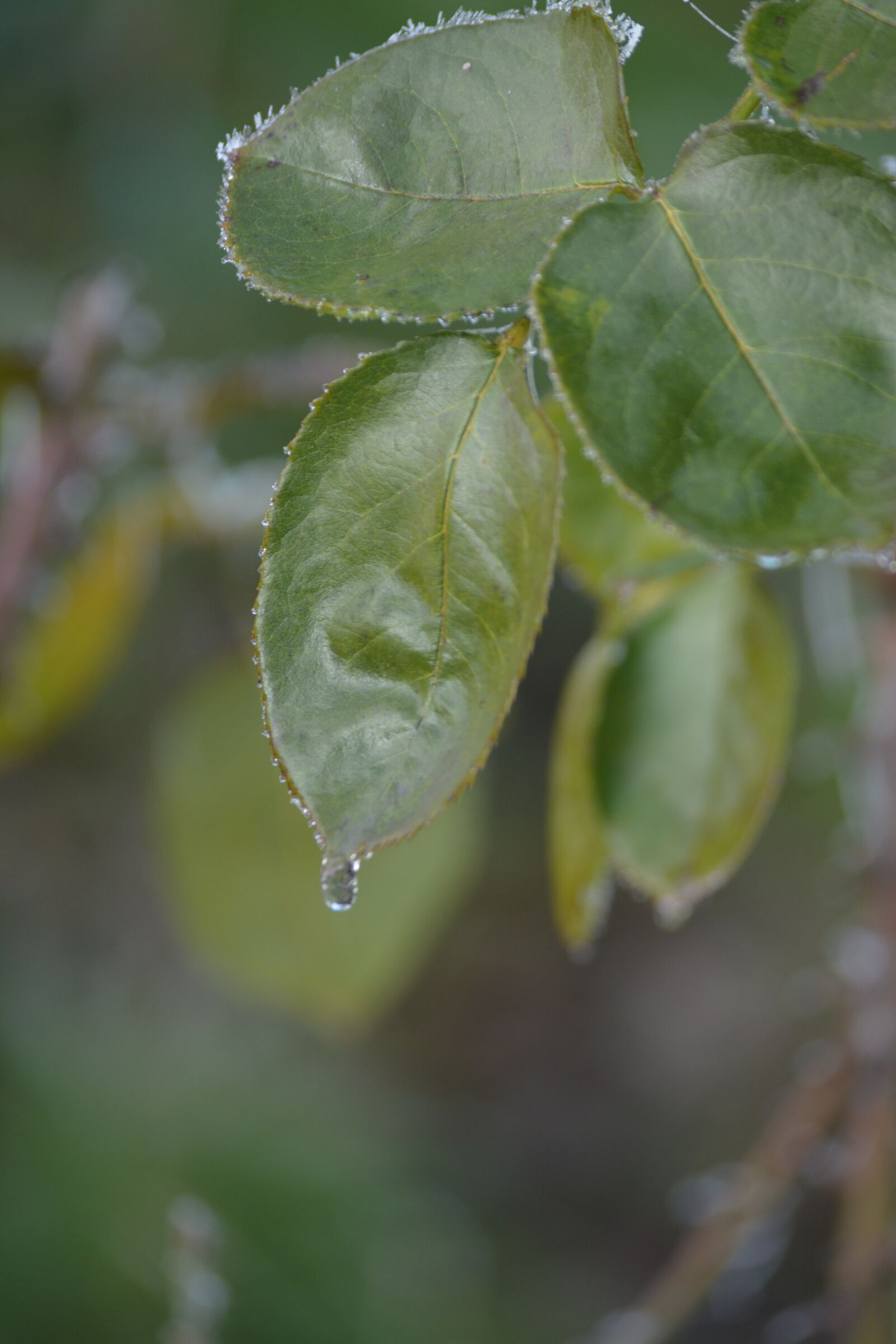Nikon D5200 sample photo. Leaves, nature, drops photography