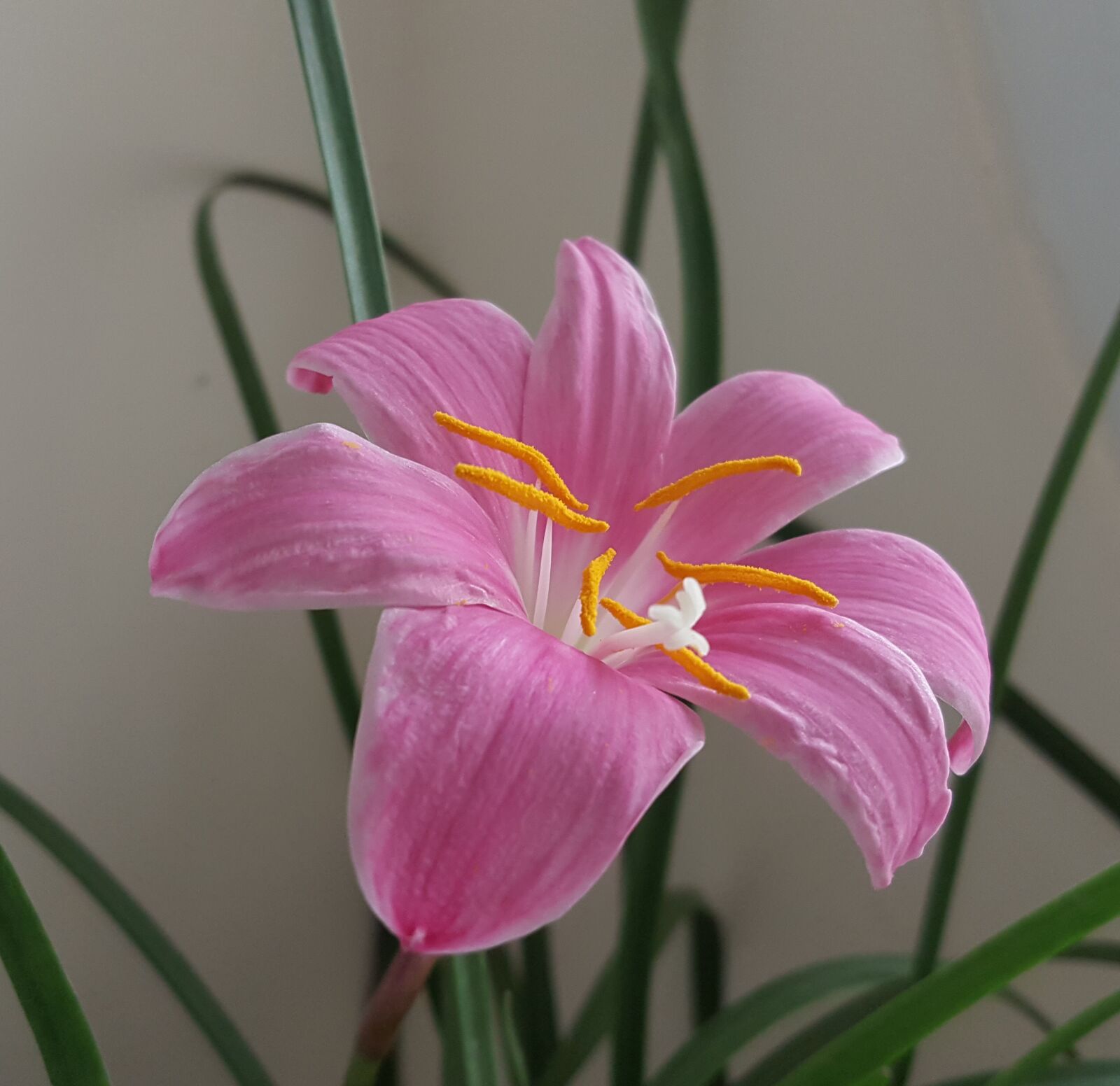 Samsung Galaxy Note5 sample photo. Onions other, pink red photography