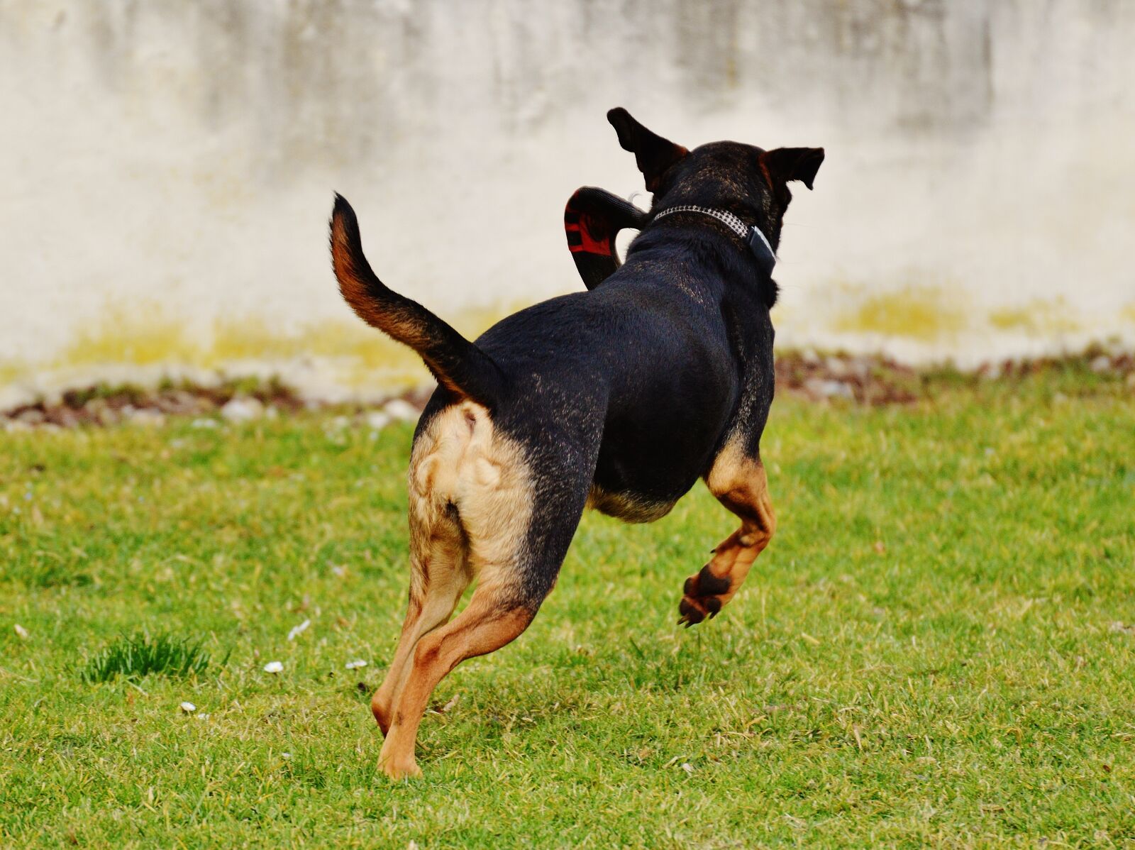 Nikon D3200 sample photo. Dog, romp, play photography