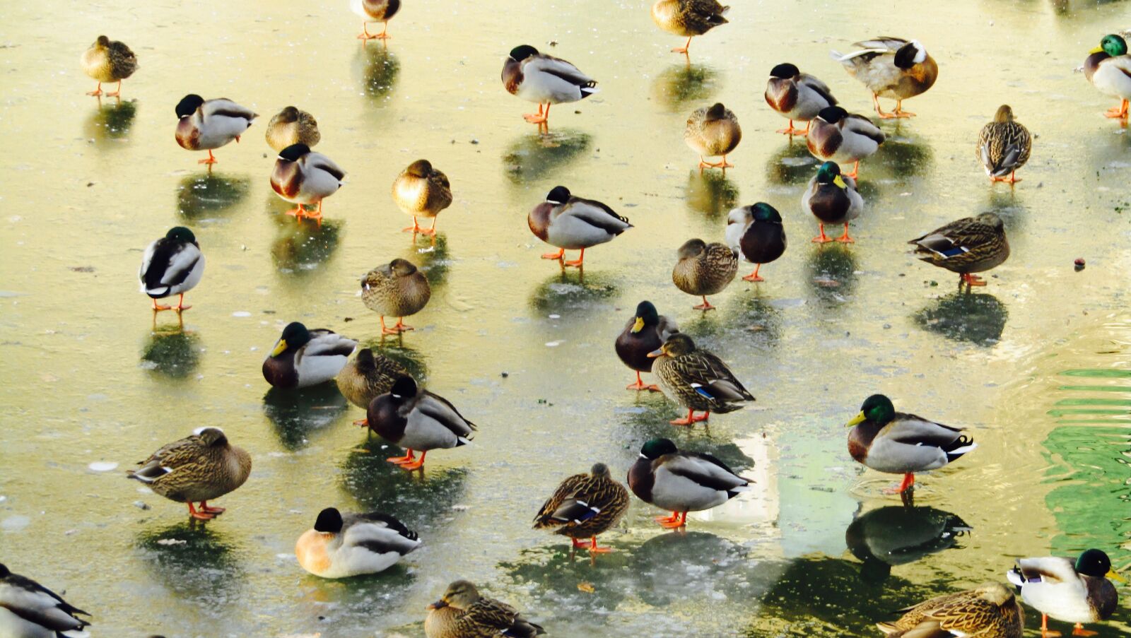 Canon PowerShot SX410 IS sample photo. Ducks, winter, water photography