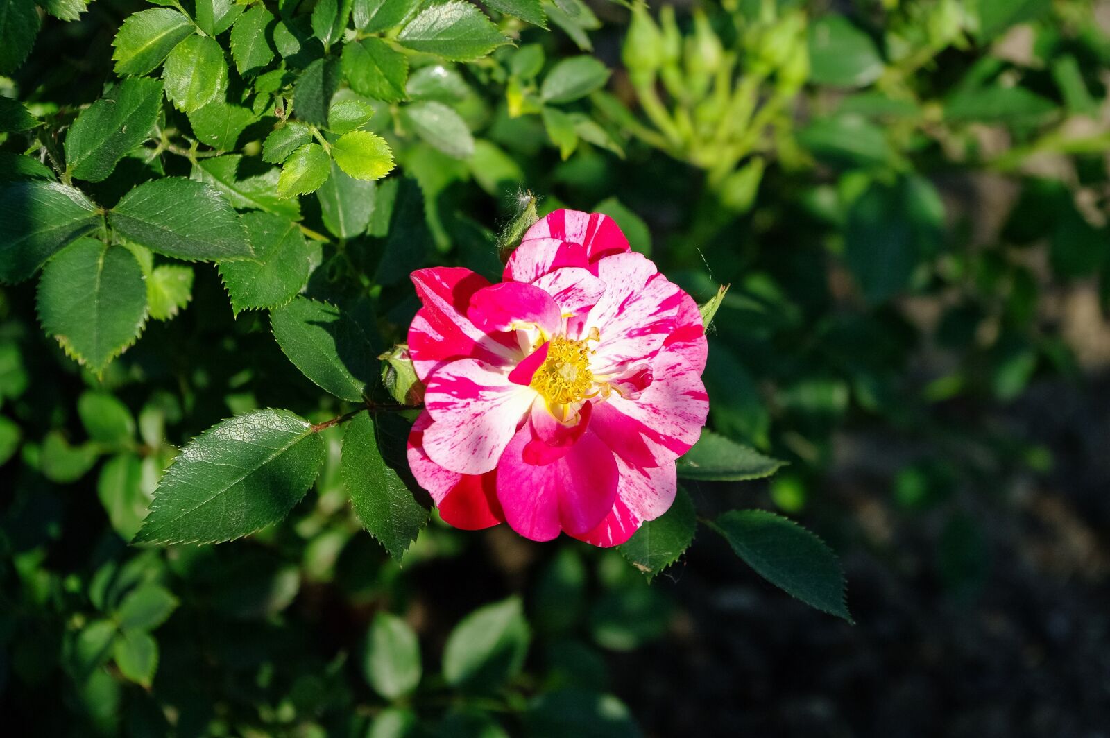 Samsung GX-20 sample photo. The sun, rose, plant photography