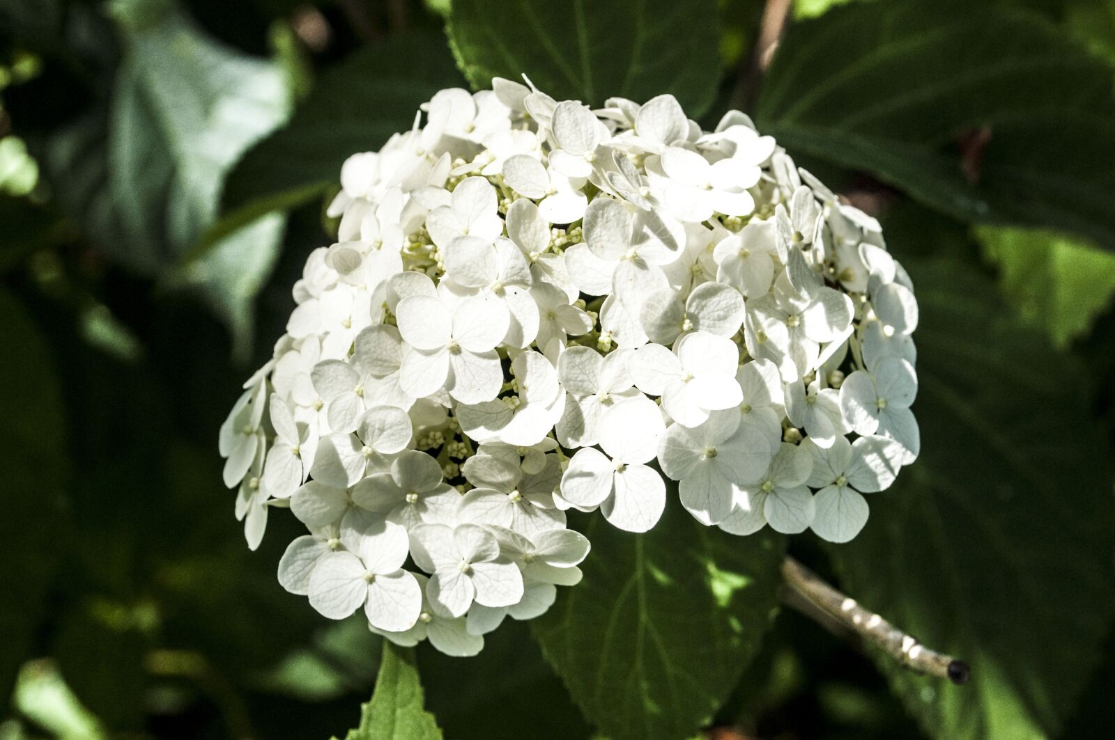 Nikon D5000 sample photo. Flower, nature, white photography