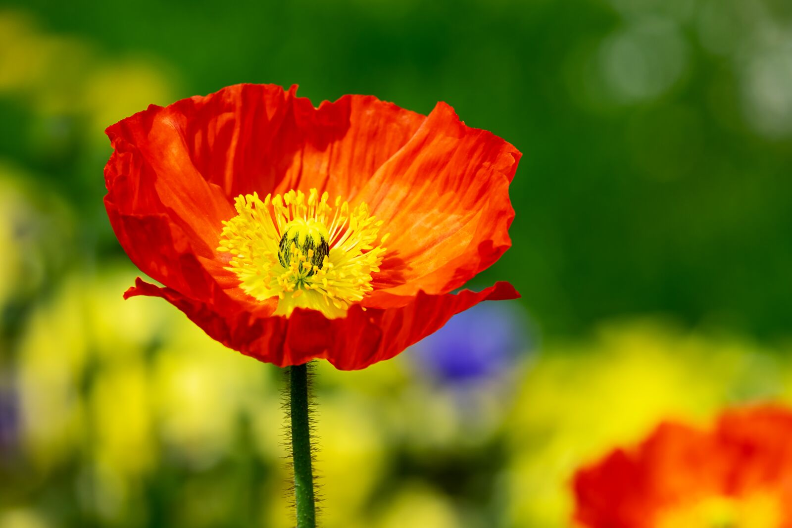 Fujifilm XF 55-200mm F3.5-4.8 R LM OIS sample photo. Poppy, flower, klatschmohn photography