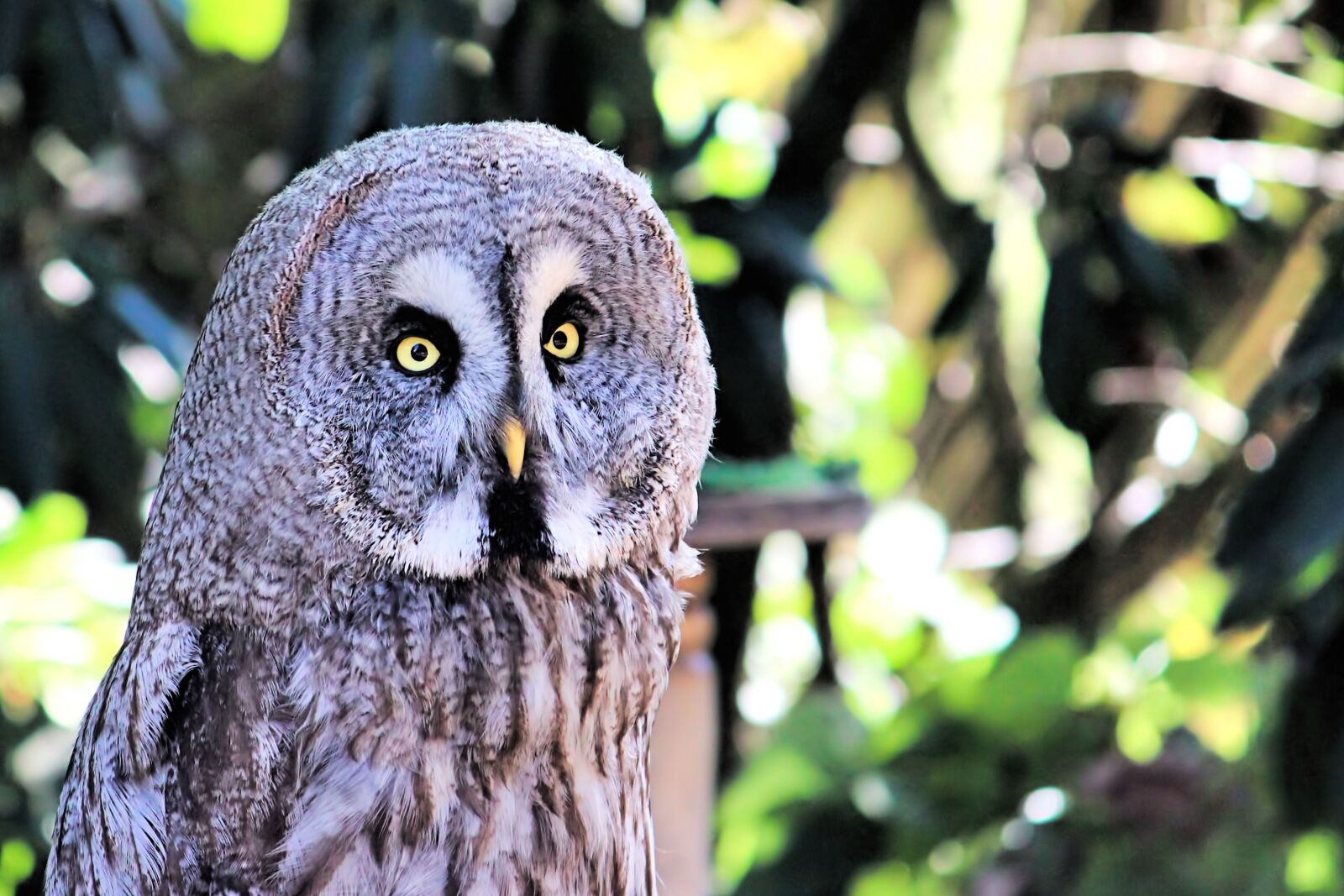 Canon EOS 600D (Rebel EOS T3i / EOS Kiss X5) sample photo. Kautz, owl, bird photography