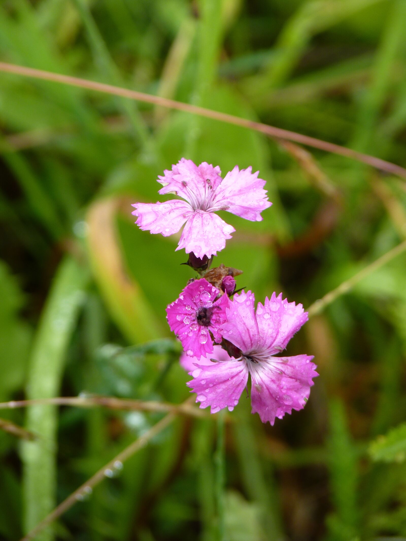 Panasonic Lumix DMC-FZ35 (Lumix DMC-FZ38) sample photo. Carnation, flower, dewdrop photography