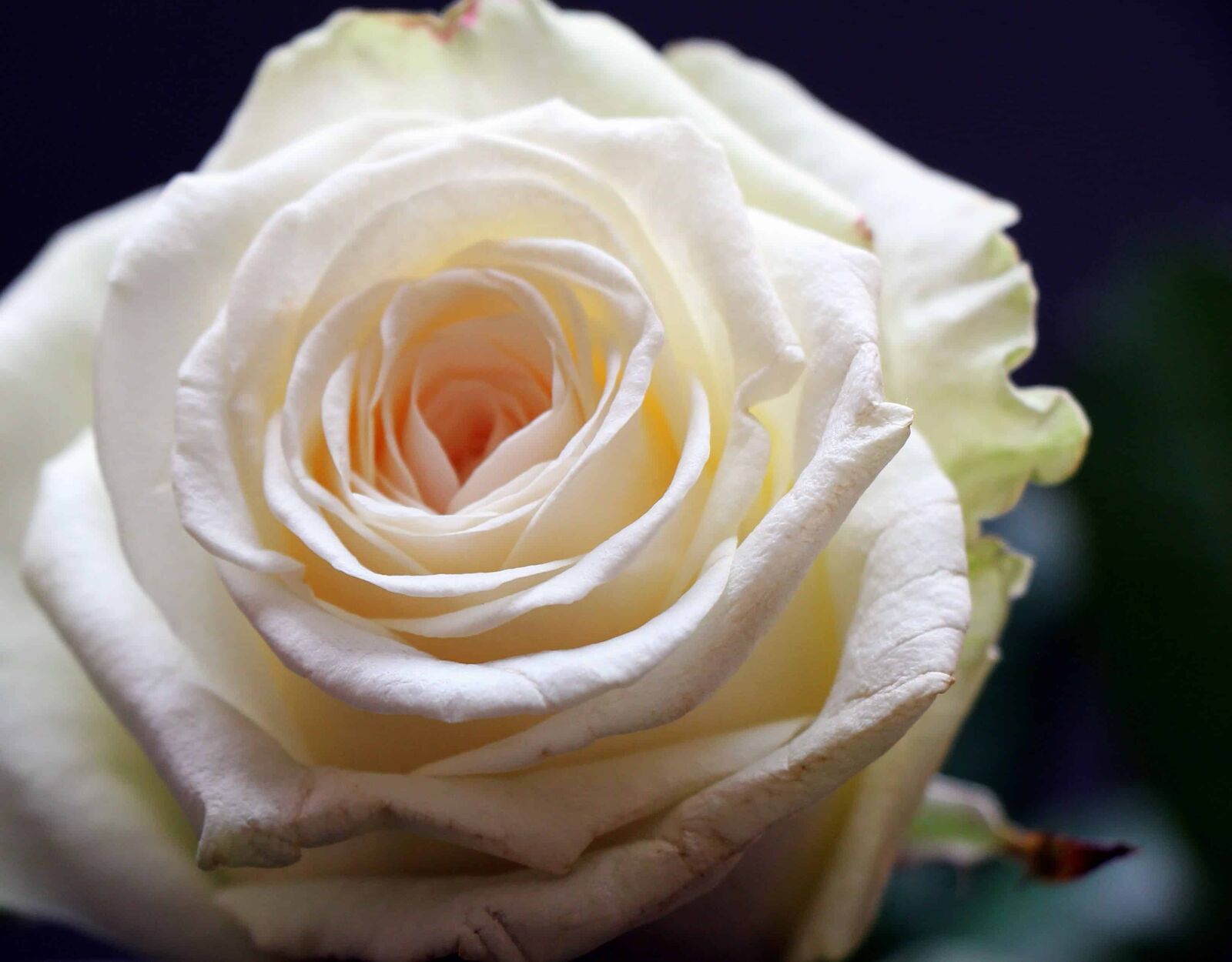 Canon EOS 550D (EOS Rebel T2i / EOS Kiss X4) sample photo. Rose, petal, flower, white photography