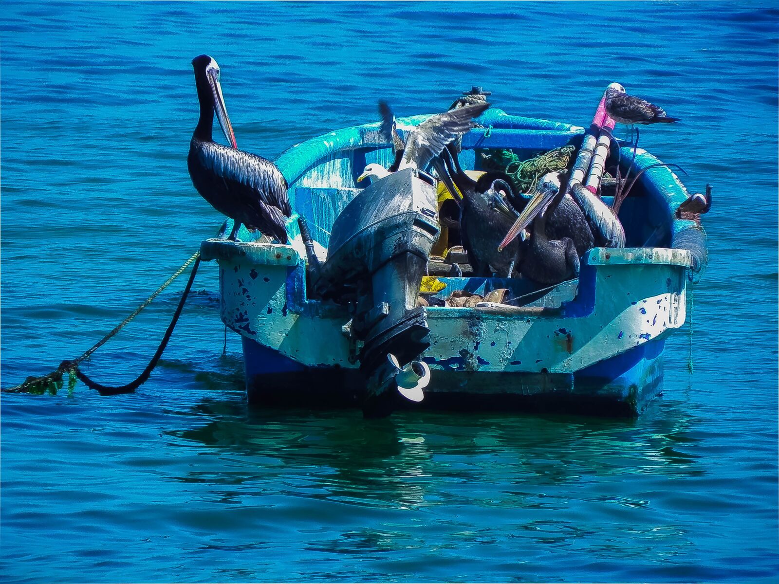 Nikon Coolpix P100 sample photo. Boat, pelicans, sea photography