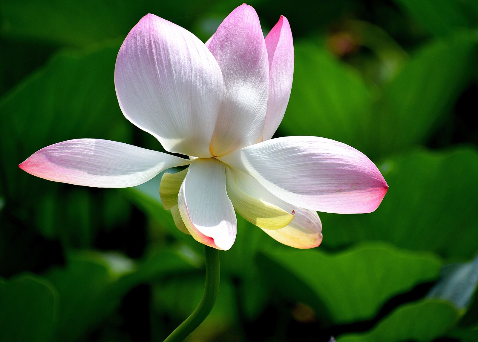 Nikon D3300 sample photo. Flower, lotus, nature photography