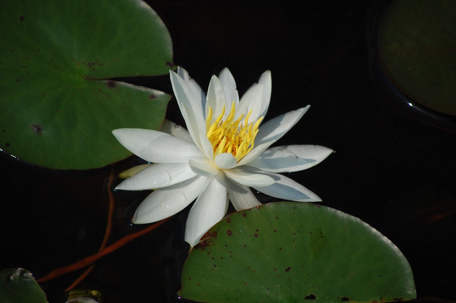 Nikon D40 sample photo. Flower, waterlily, summer photography