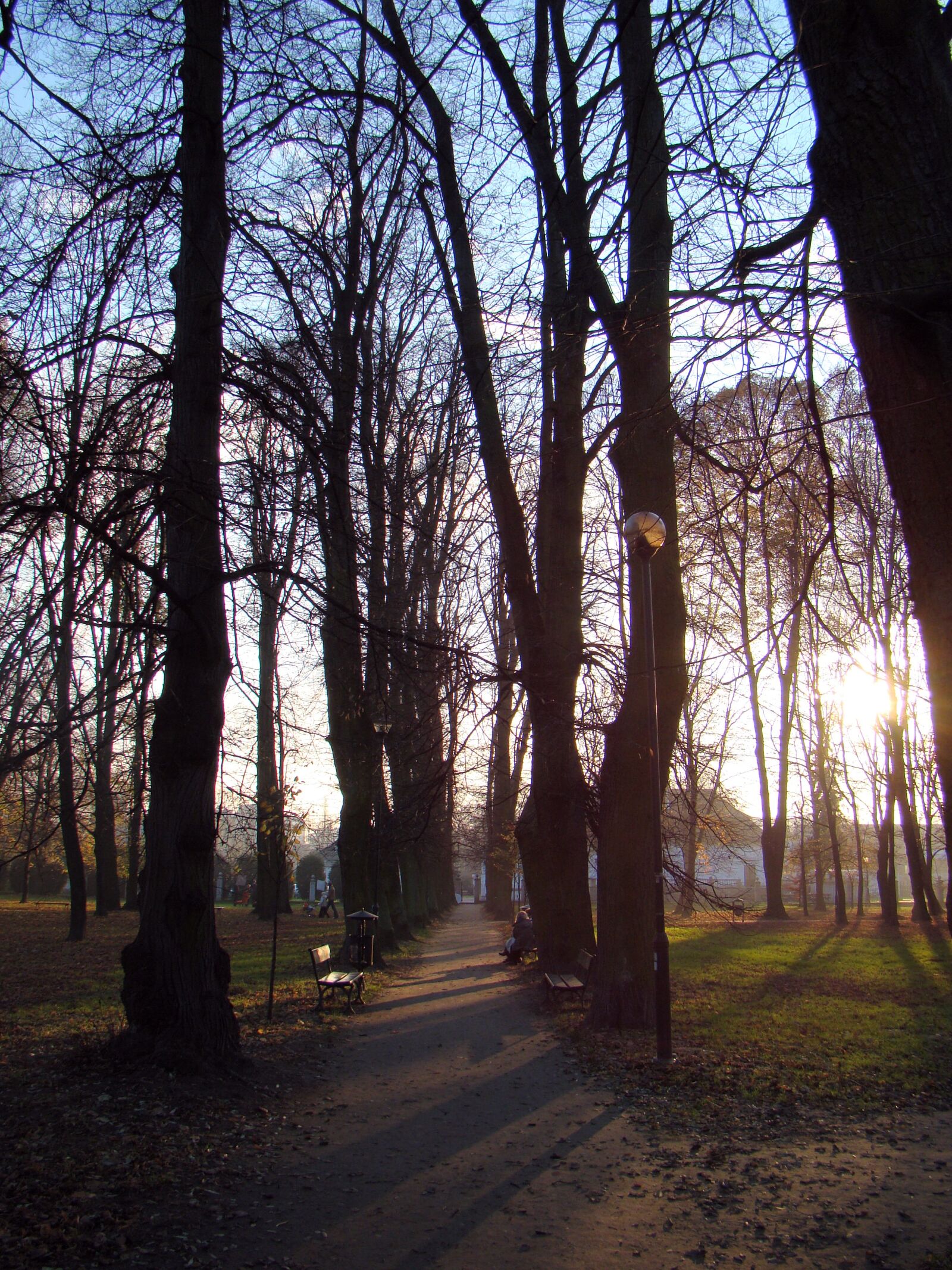 Sony Cyber-shot DSC-H50 sample photo. Park, alley, sunset photography