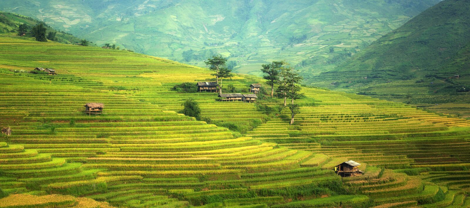 Nikon D810 sample photo. Asia, rice, china photography