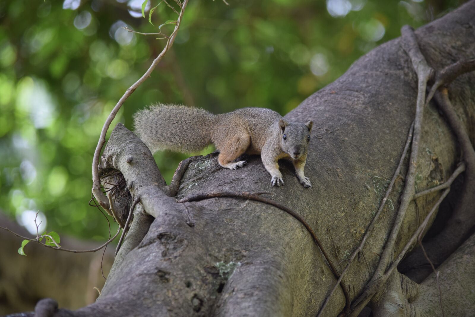 Nikon D3300 sample photo. Squirrel brown, startled, animal photography