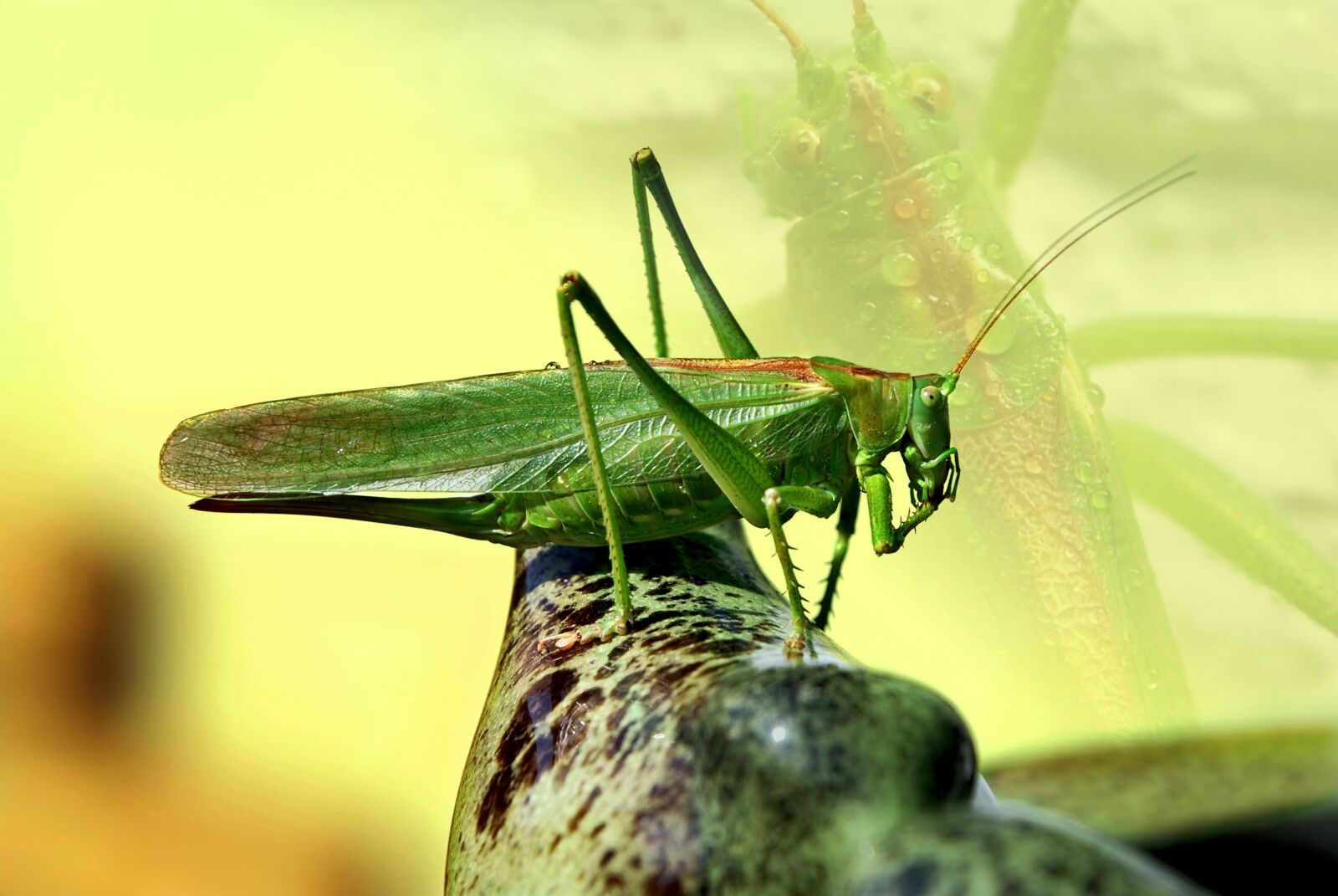 Nikon D80 sample photo. Grasshopper, insect, close up photography