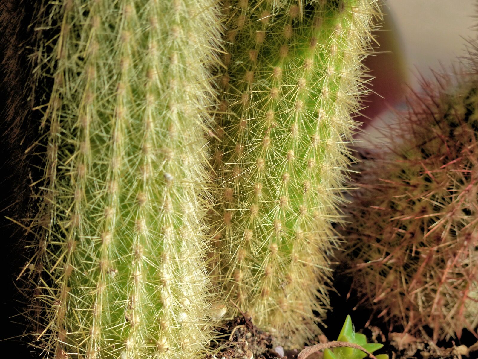 Panasonic Lumix DMC-FZ200 sample photo. Cactus, plant, desert photography