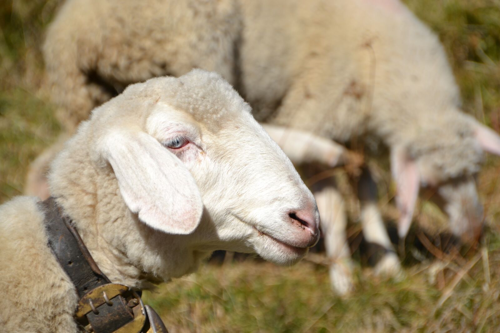 Nikon D3100 sample photo. Sheep, animal, flock photography
