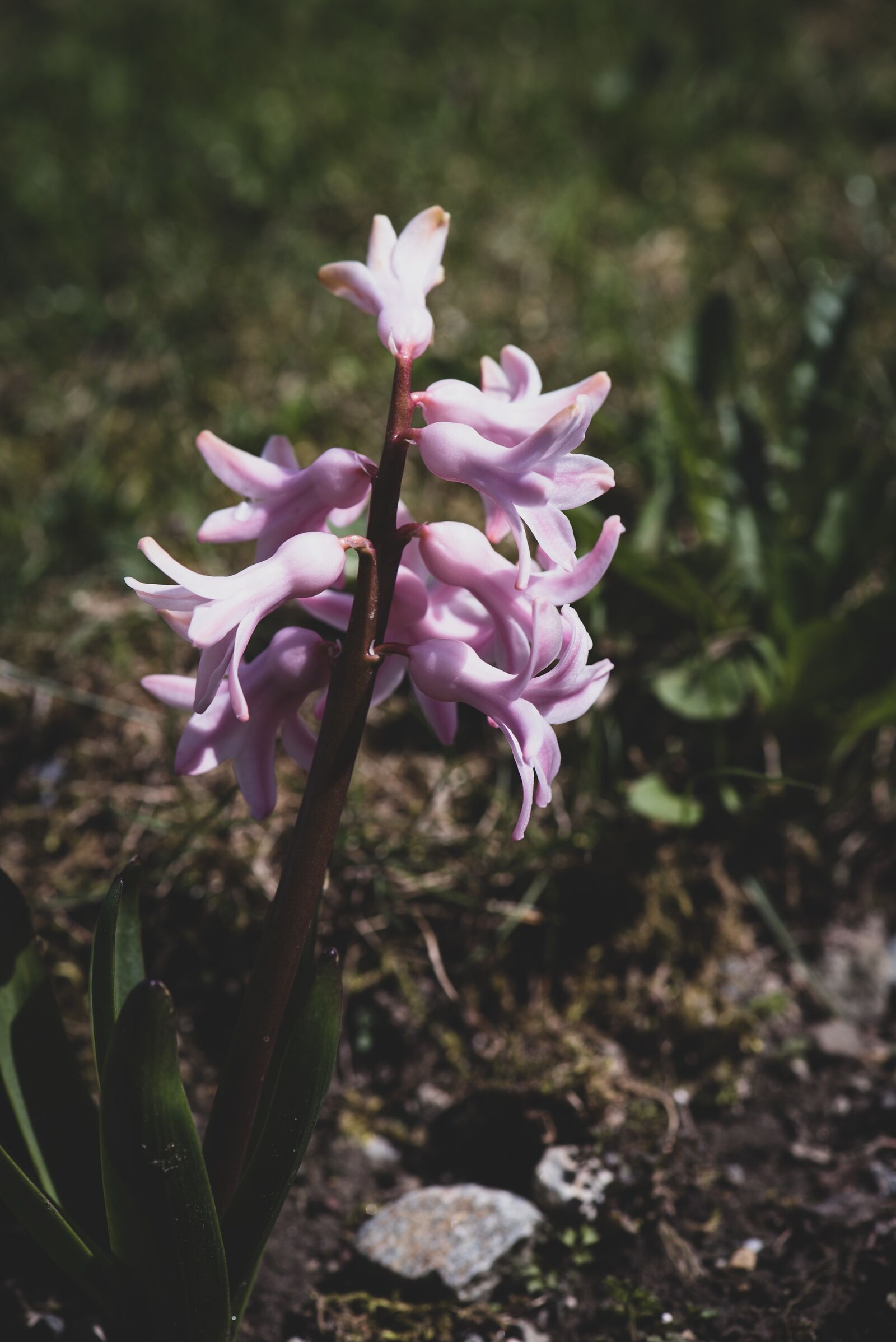 Nikon D750 sample photo. Hyacinth, flower, blossom photography