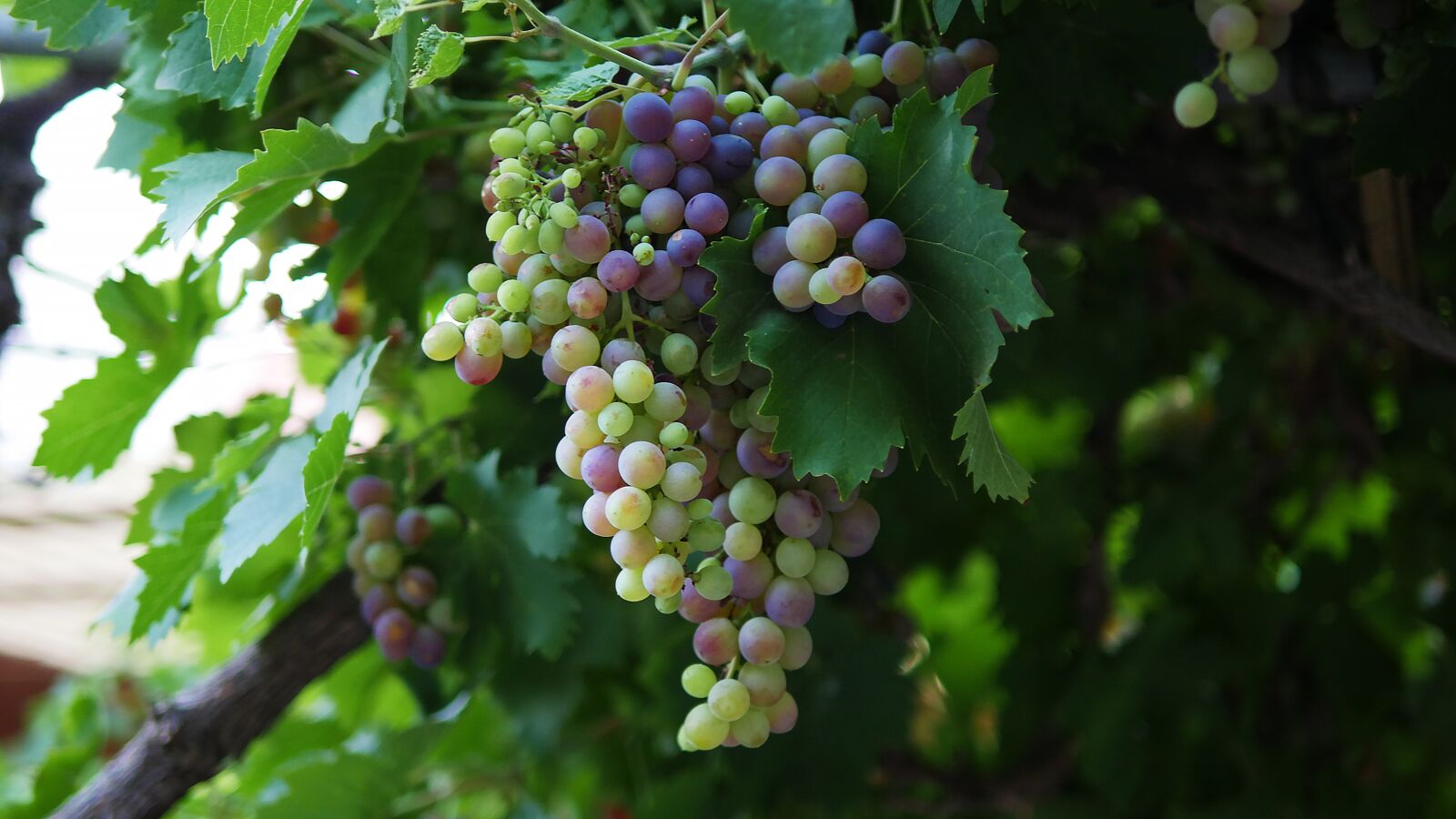 Panasonic Lumix DMC-GH4 sample photo. Nature, fruit, grape photography