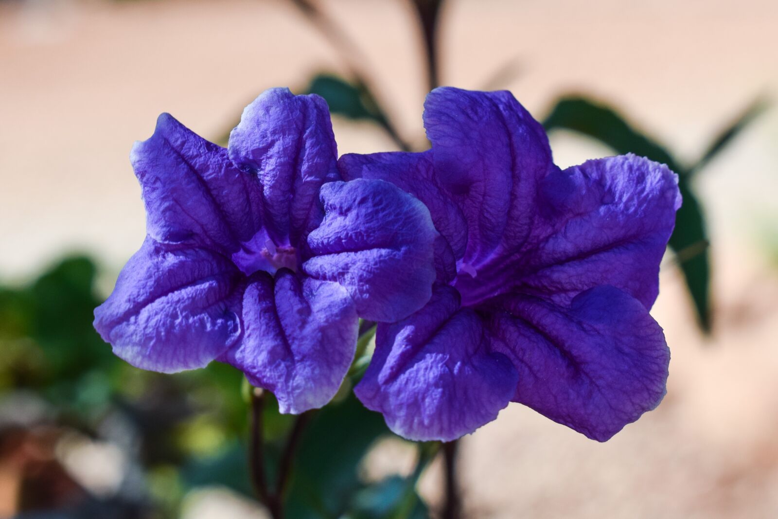 Nikon D3300 sample photo. Flower, purple, purple flower photography