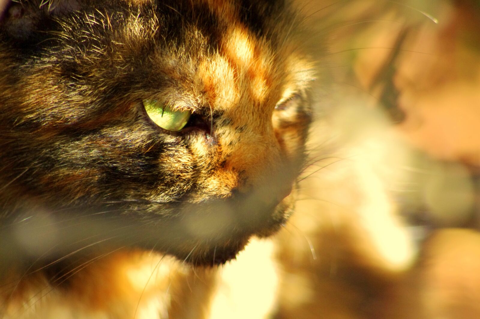 Pentax K-x sample photo. Cat, beast, pet photography