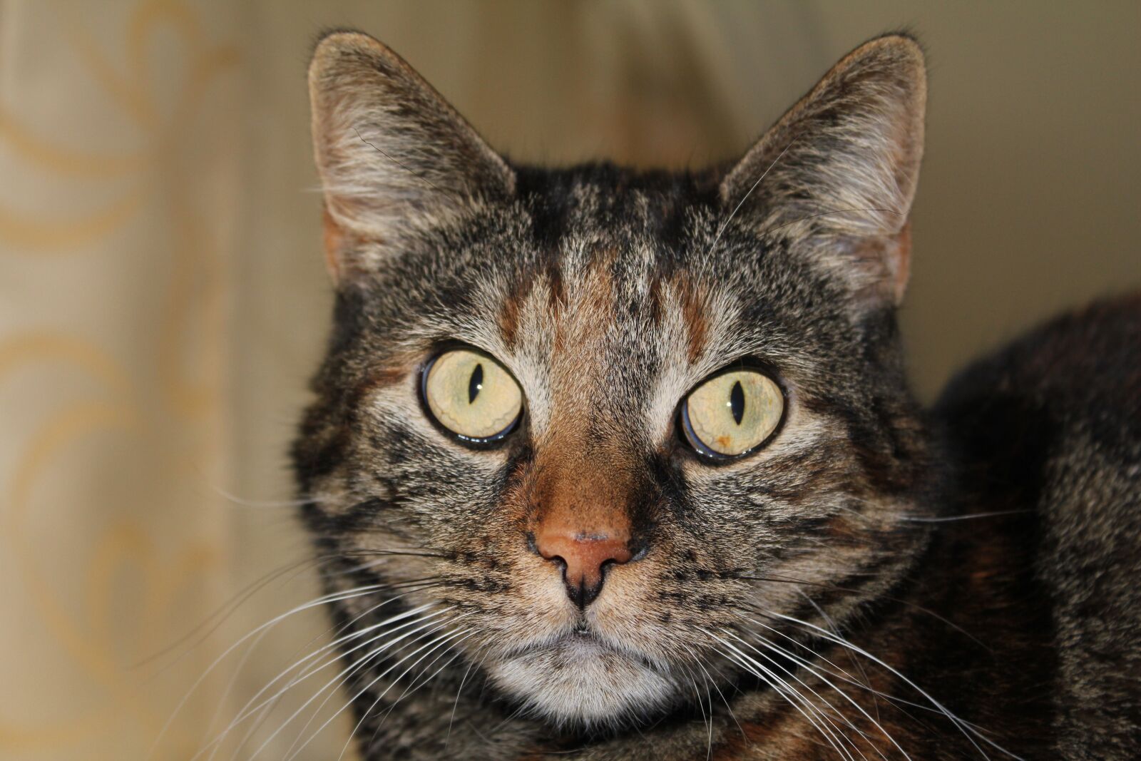 Canon EOS 550D (EOS Rebel T2i / EOS Kiss X4) sample photo. Cat, pet, cute cat photography