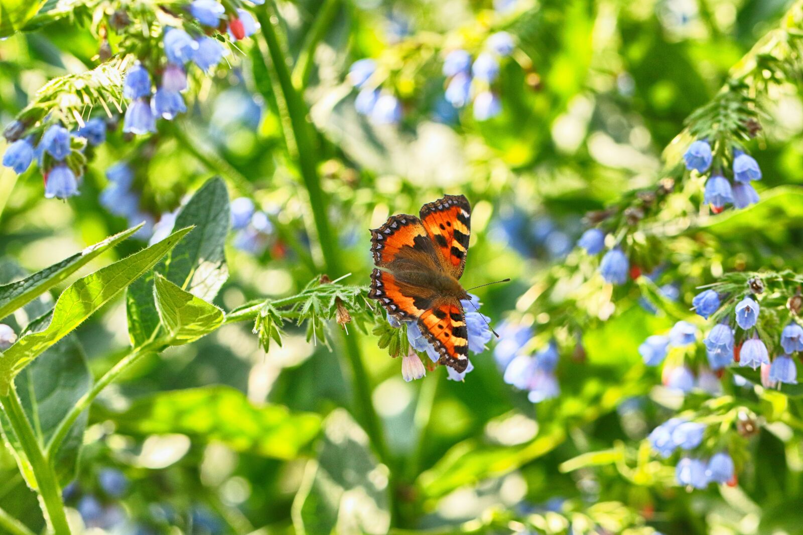 Canon EOS 7D Mark II sample photo. Butterfly, nature, flower photography