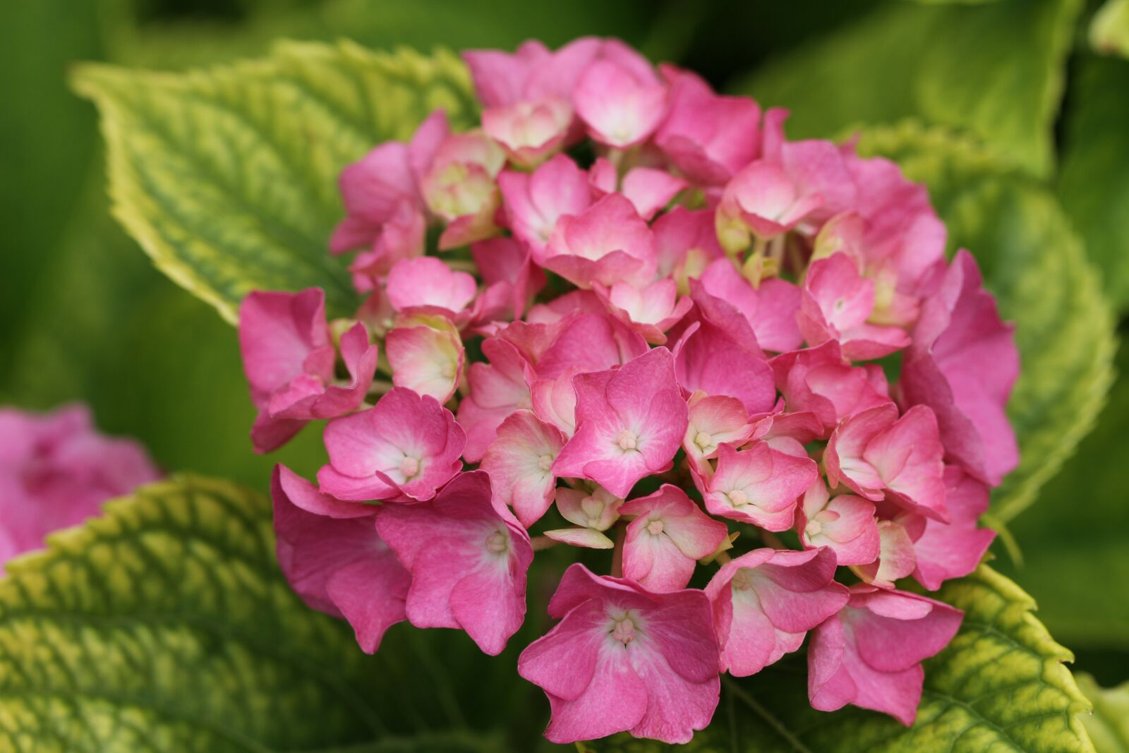 Canon EF 100mm F2.8L Macro IS USM sample photo. Flower, pink, garden photography