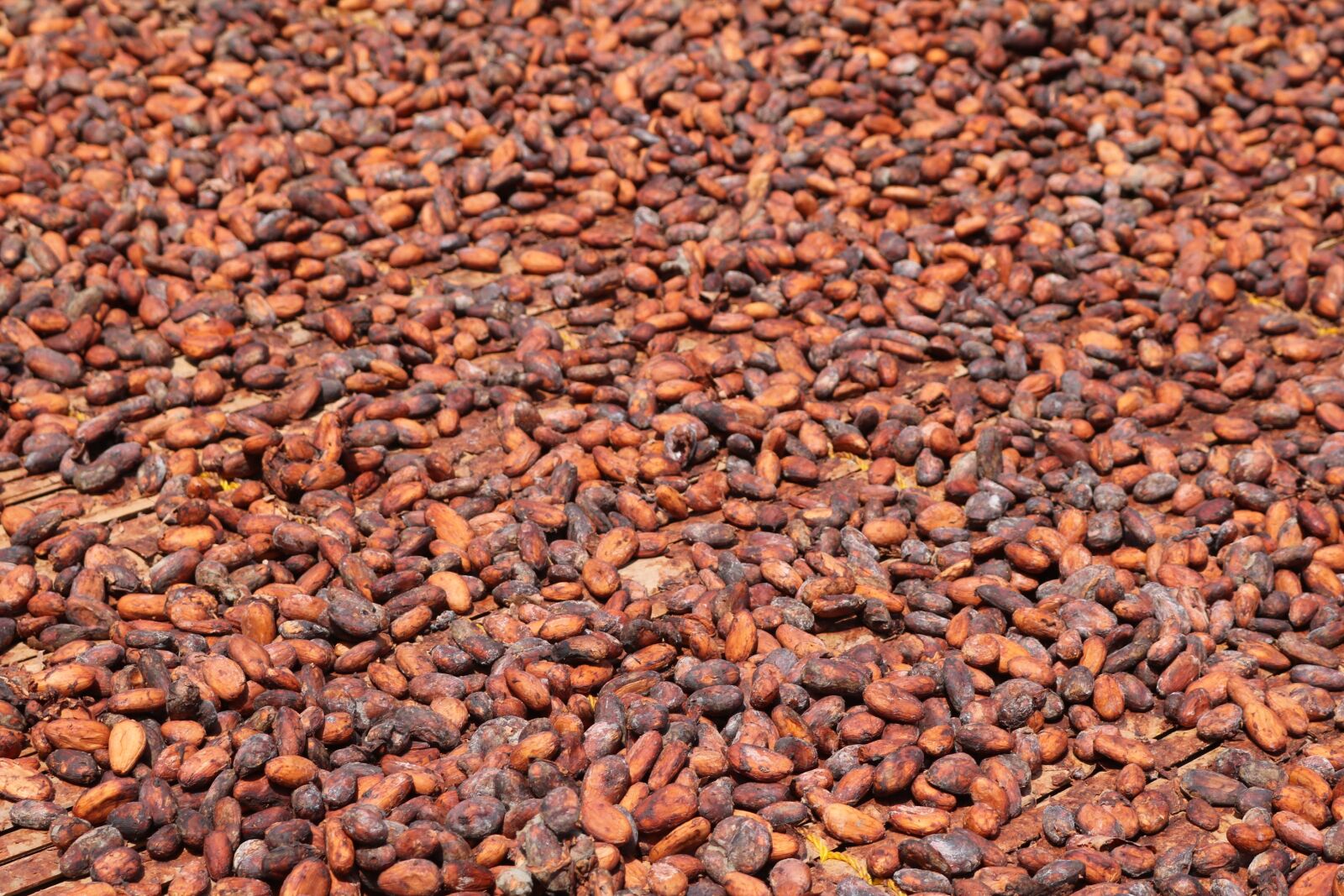 Canon EOS 750D (EOS Rebel T6i / EOS Kiss X8i) sample photo. Cocoa beans, africa, ghana photography