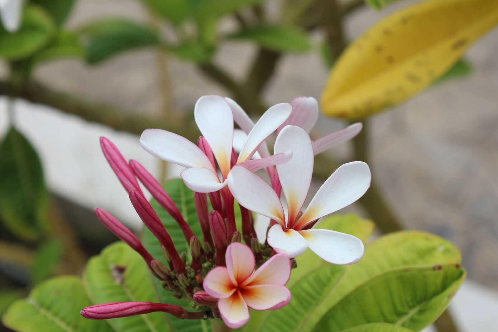 Canon EOS 700D (EOS Rebel T5i / EOS Kiss X7i) sample photo. Plumeria, in, frangipani photography
