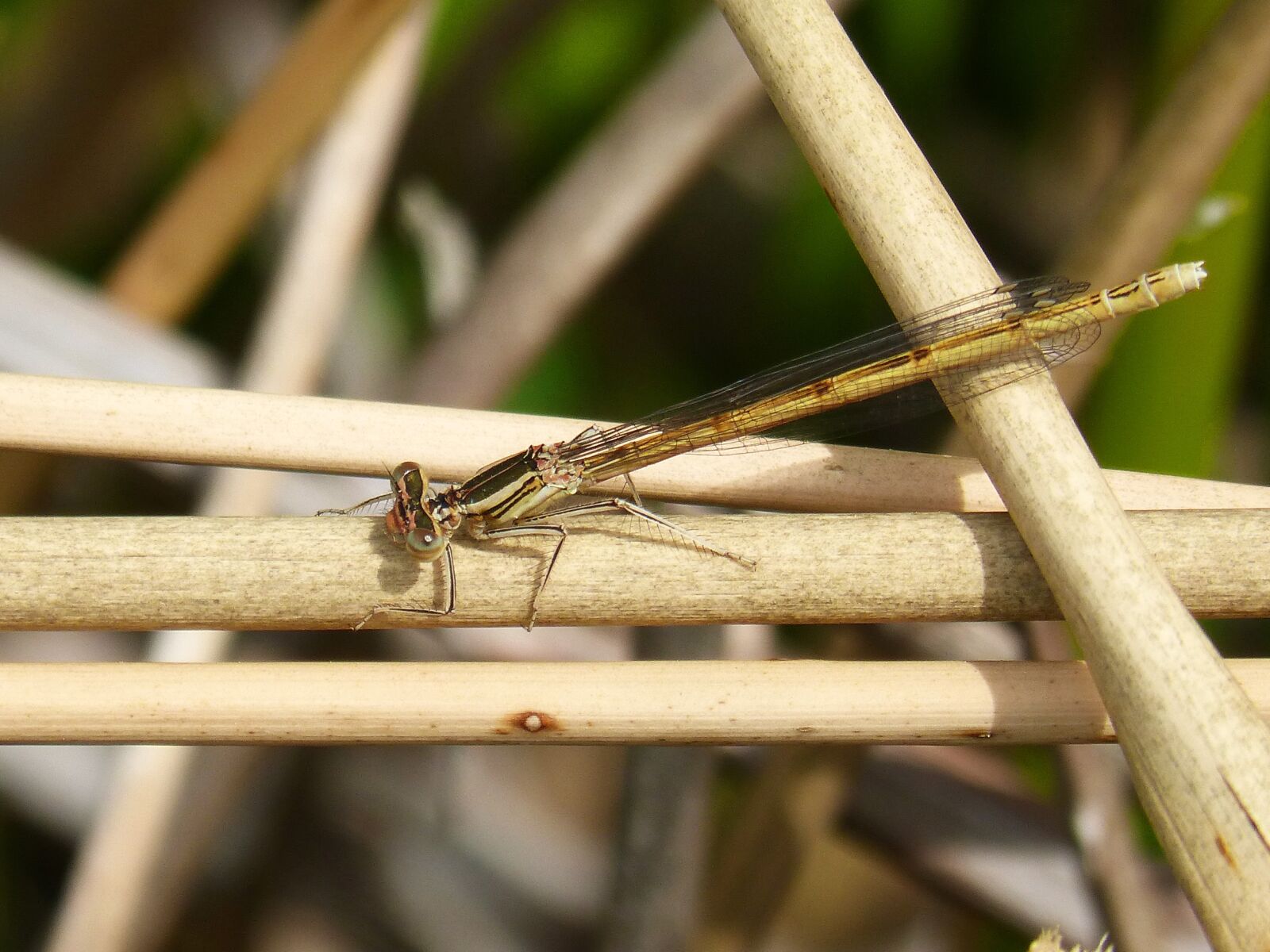 Panasonic DMC-FZ62 sample photo. Platycnemis acutipennis, orange dragonfly photography