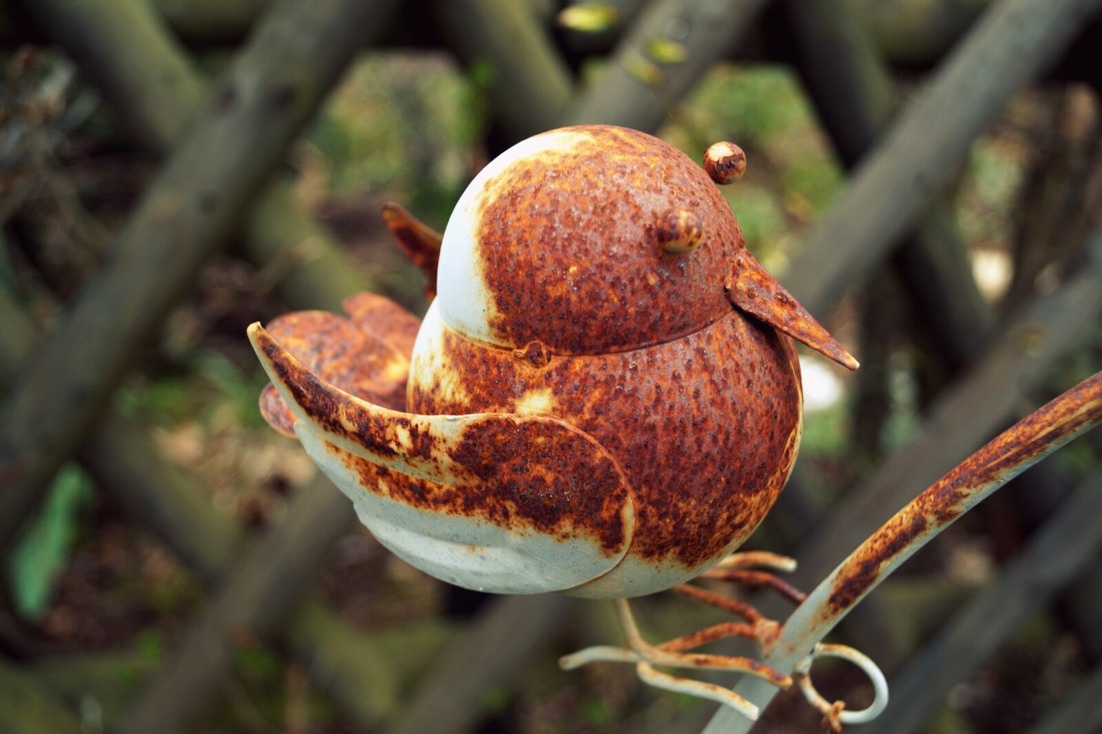 Sony DT 18-55mm F3.5-5.6 SAM II sample photo. Metal, bird, rust photography