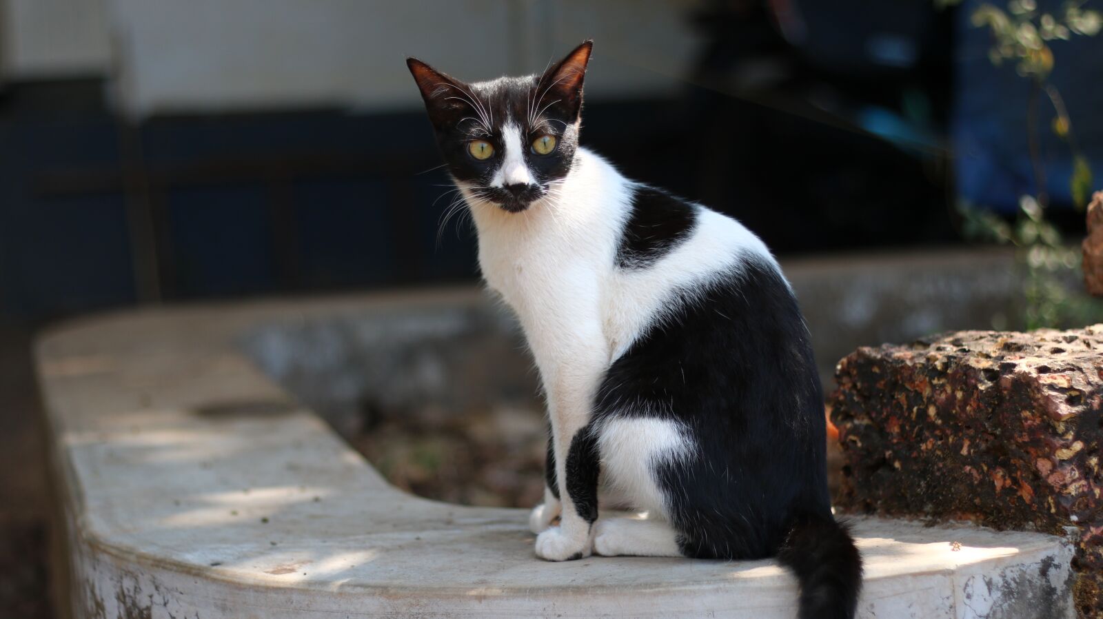 Canon EF 50mm F1.8 II sample photo. Cat, kitten, pet photography