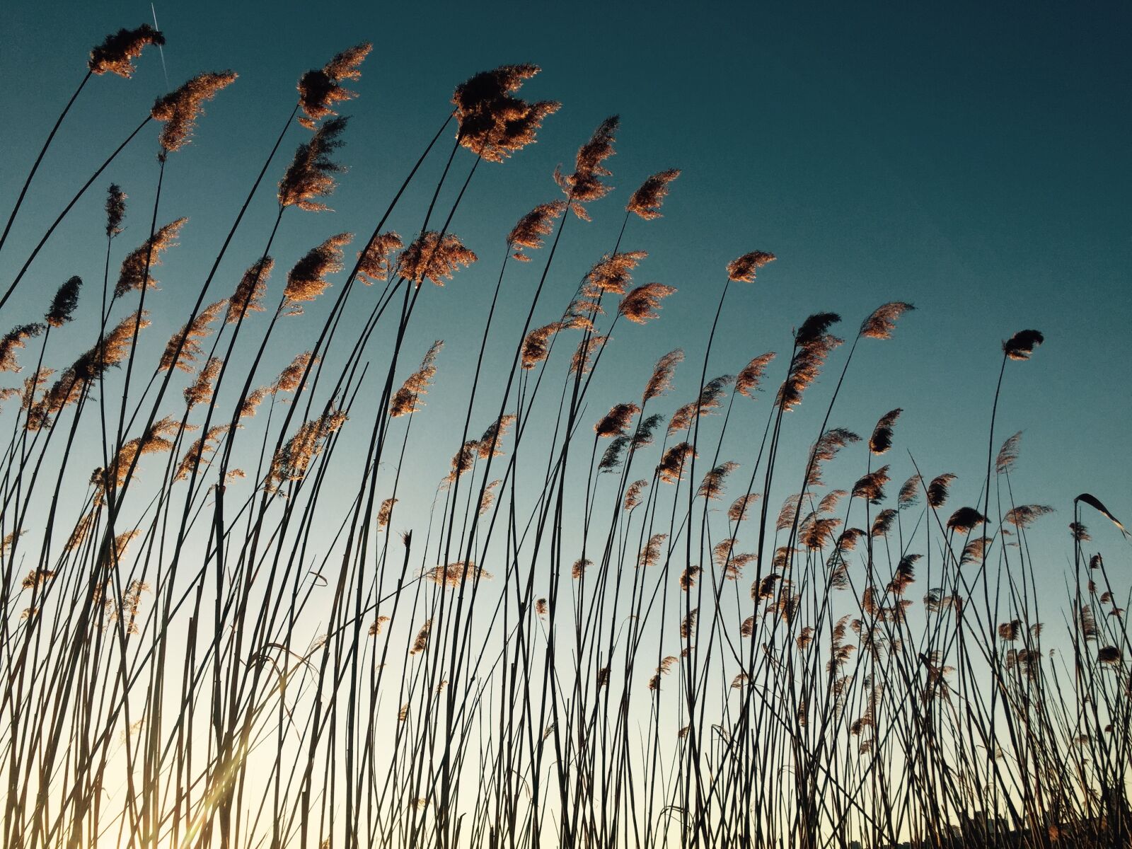 iPhone 6 back camera 4.15mm f/2.2 sample photo. Reed, plant, river photography