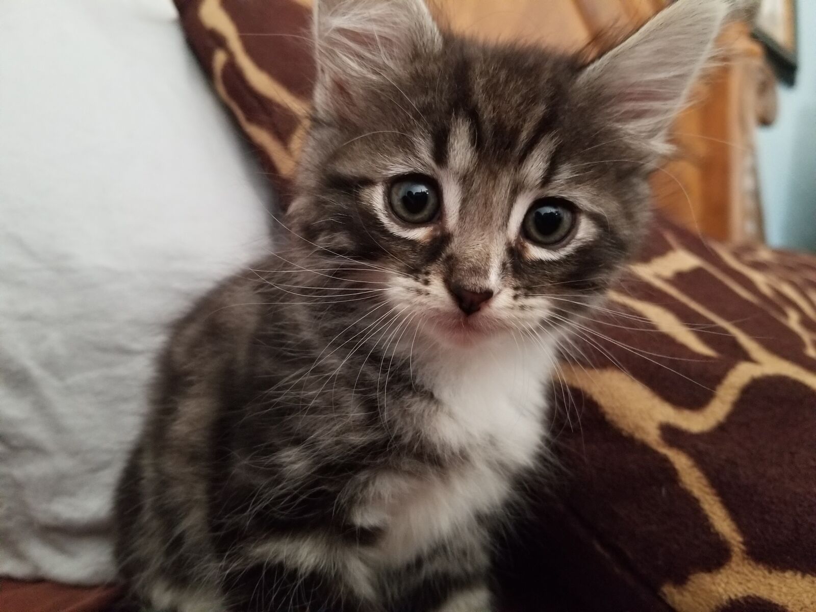 Samsung Galaxy S8 sample photo. Kitty, cute, pet photography