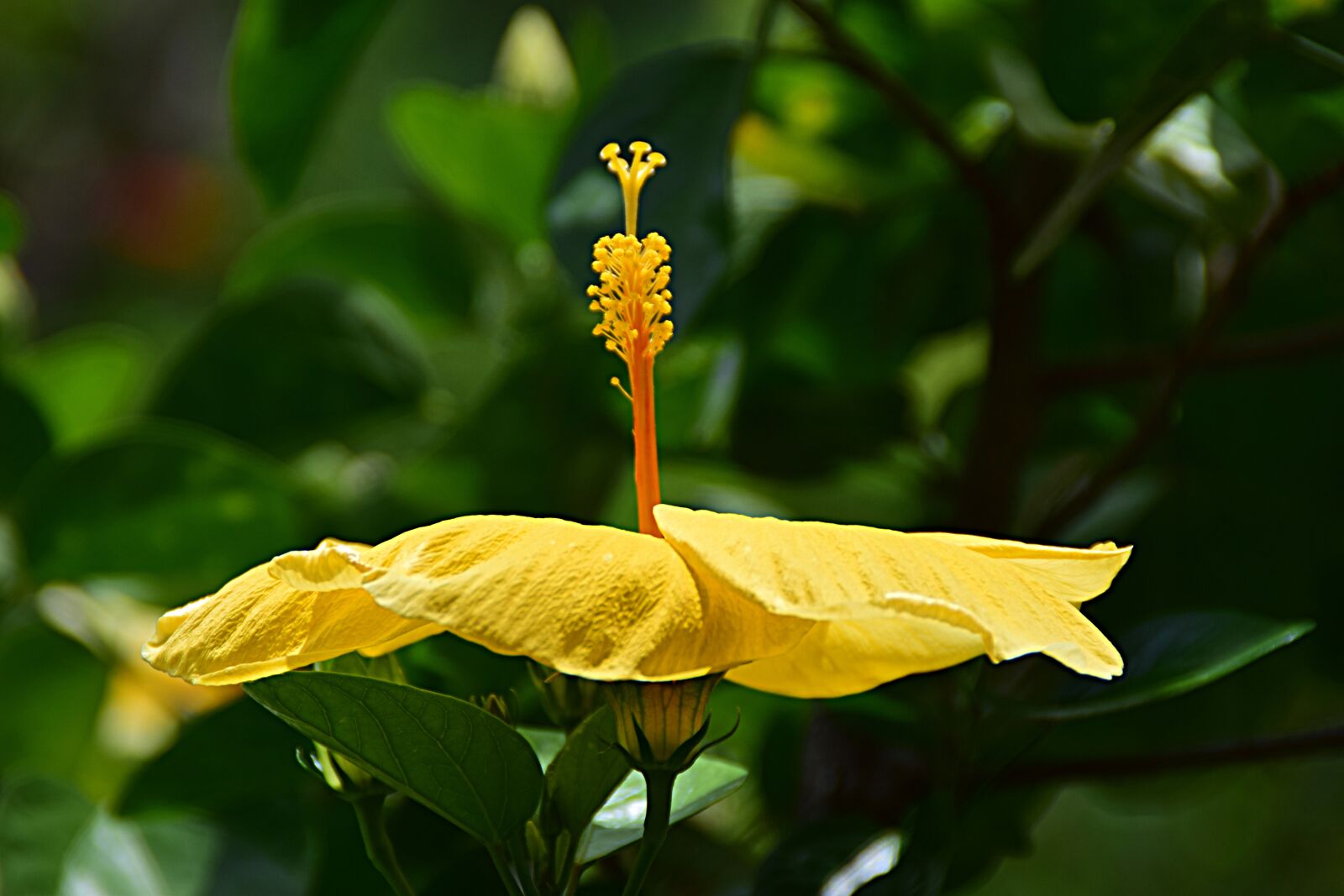 Nikon D5300 sample photo. Hibiscus, nectar, blossom photography