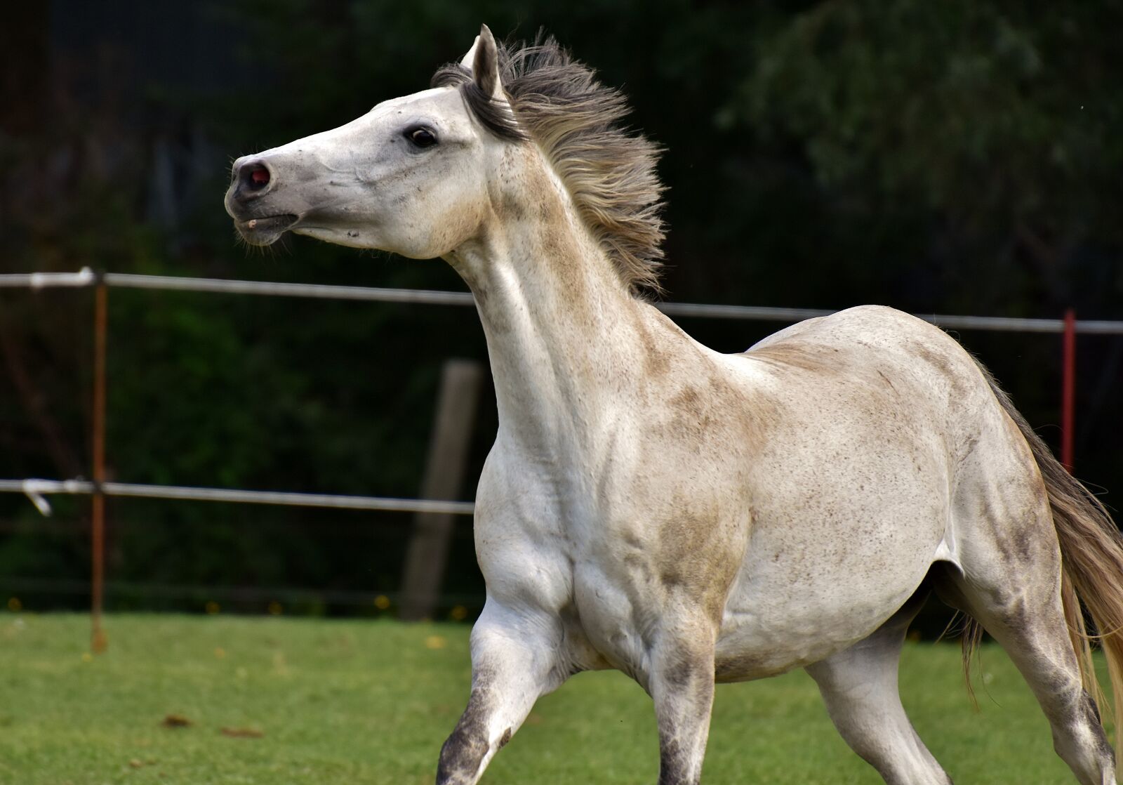 Nikon D7200 sample photo. Mold, horse, love for photography
