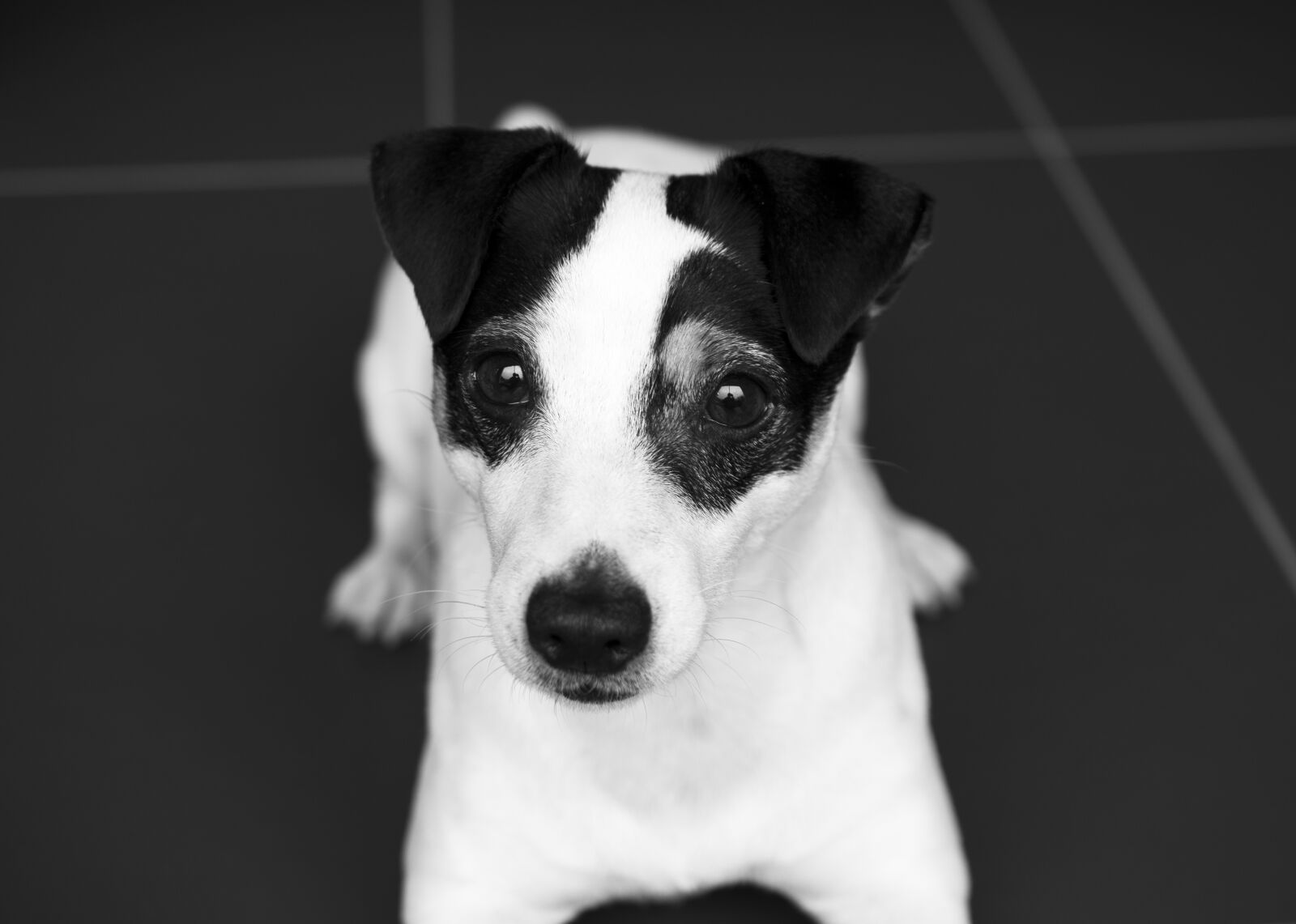 Nikon D5600 sample photo. Jack russel, dog, terrier photography