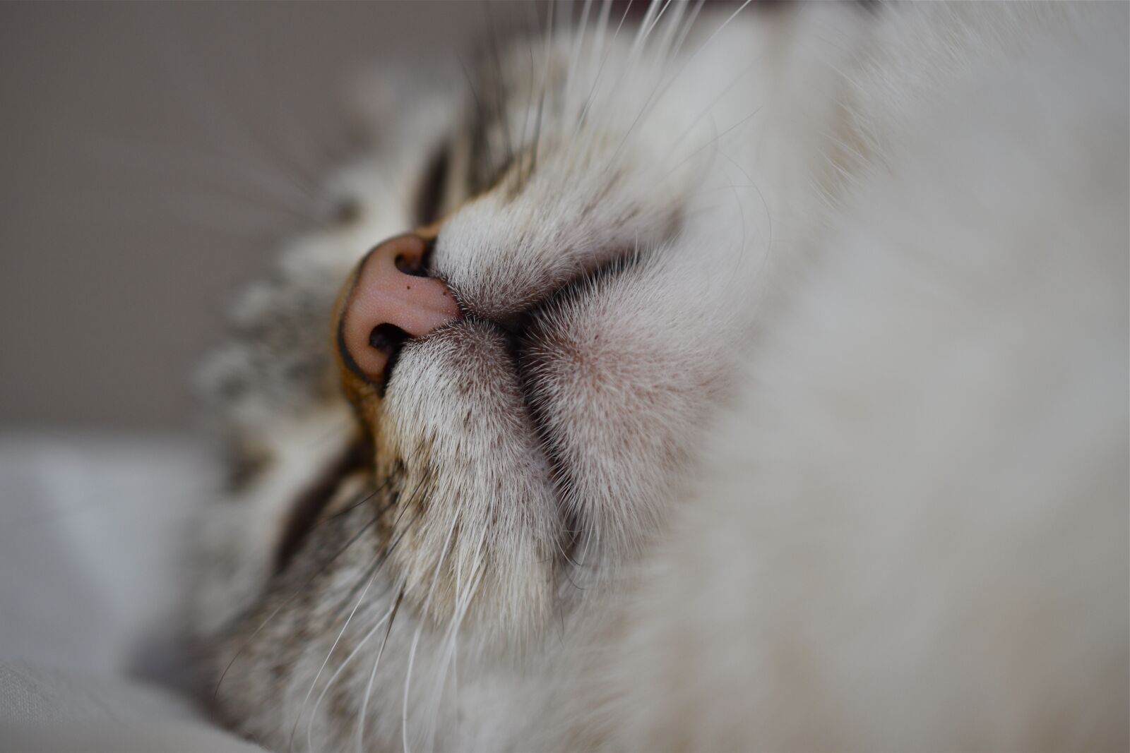 Nikon D5600 sample photo. Cat, nose, mouth photography