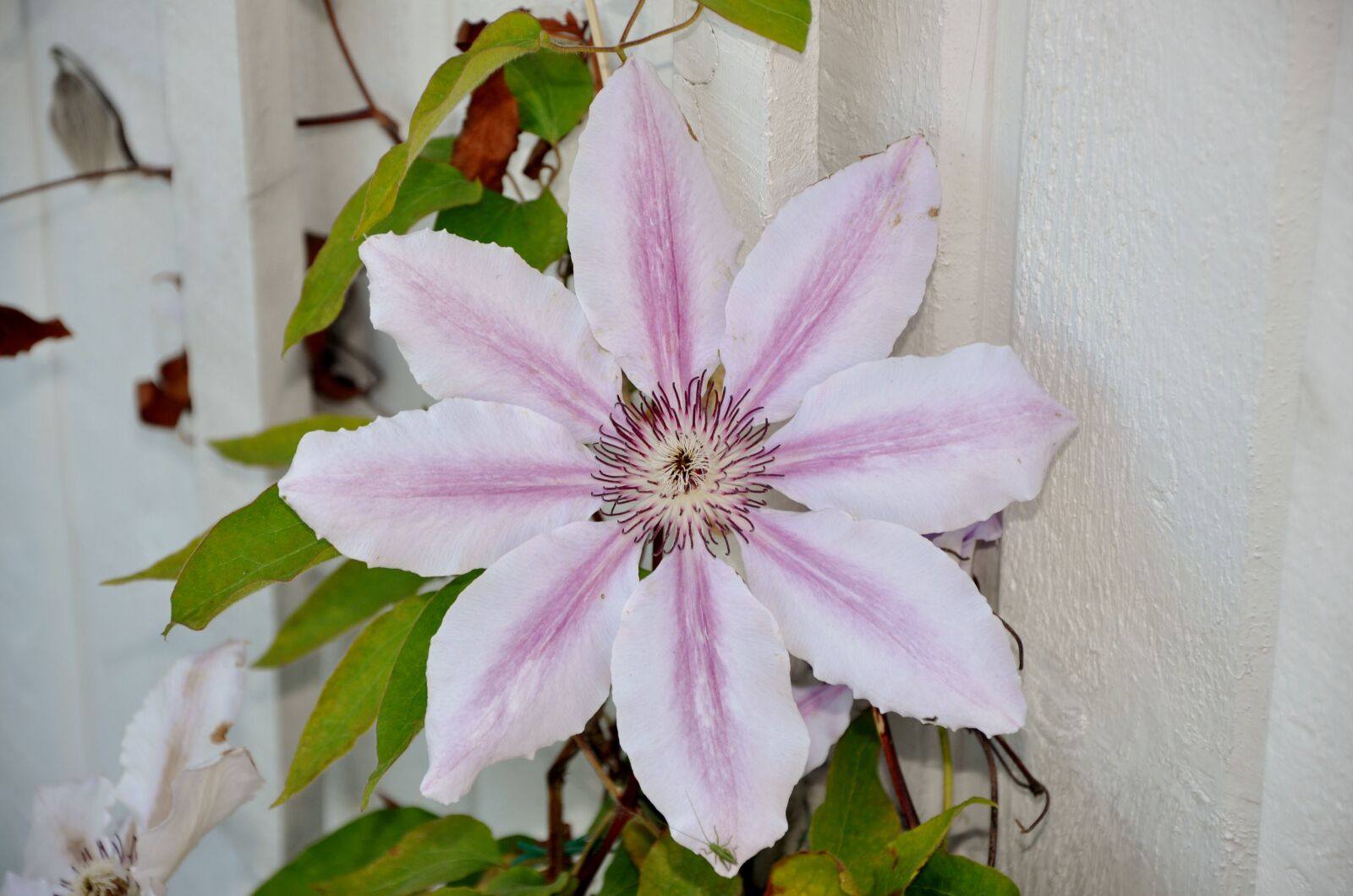 Nikon D90 sample photo. Clematis, flower, garden photography