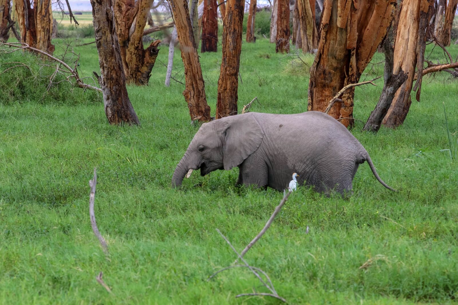 Canon EOS 80D sample photo. Africa, kenya, amboseli photography