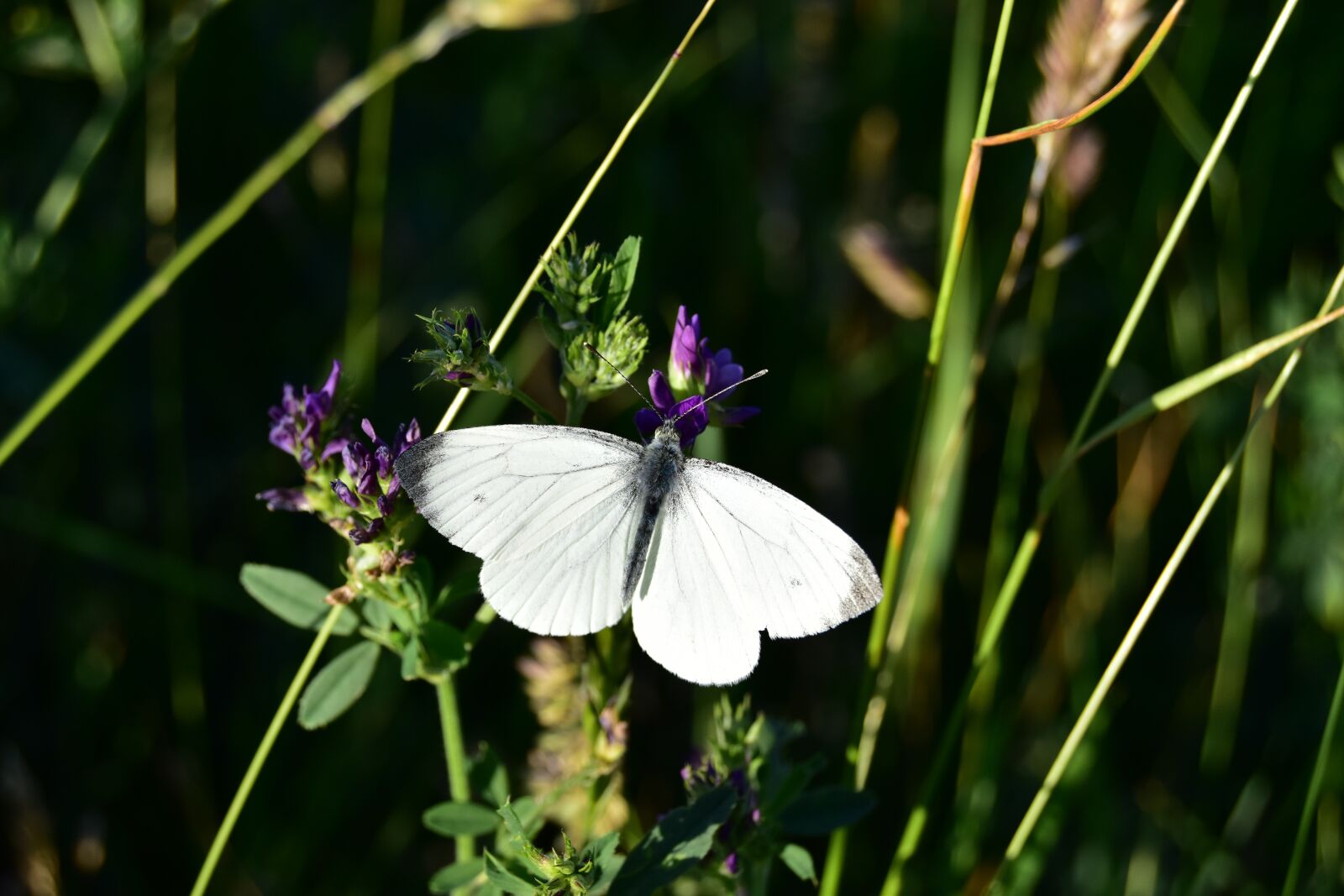 Nikon D5600 sample photo. Butterfly, macro, insect photography