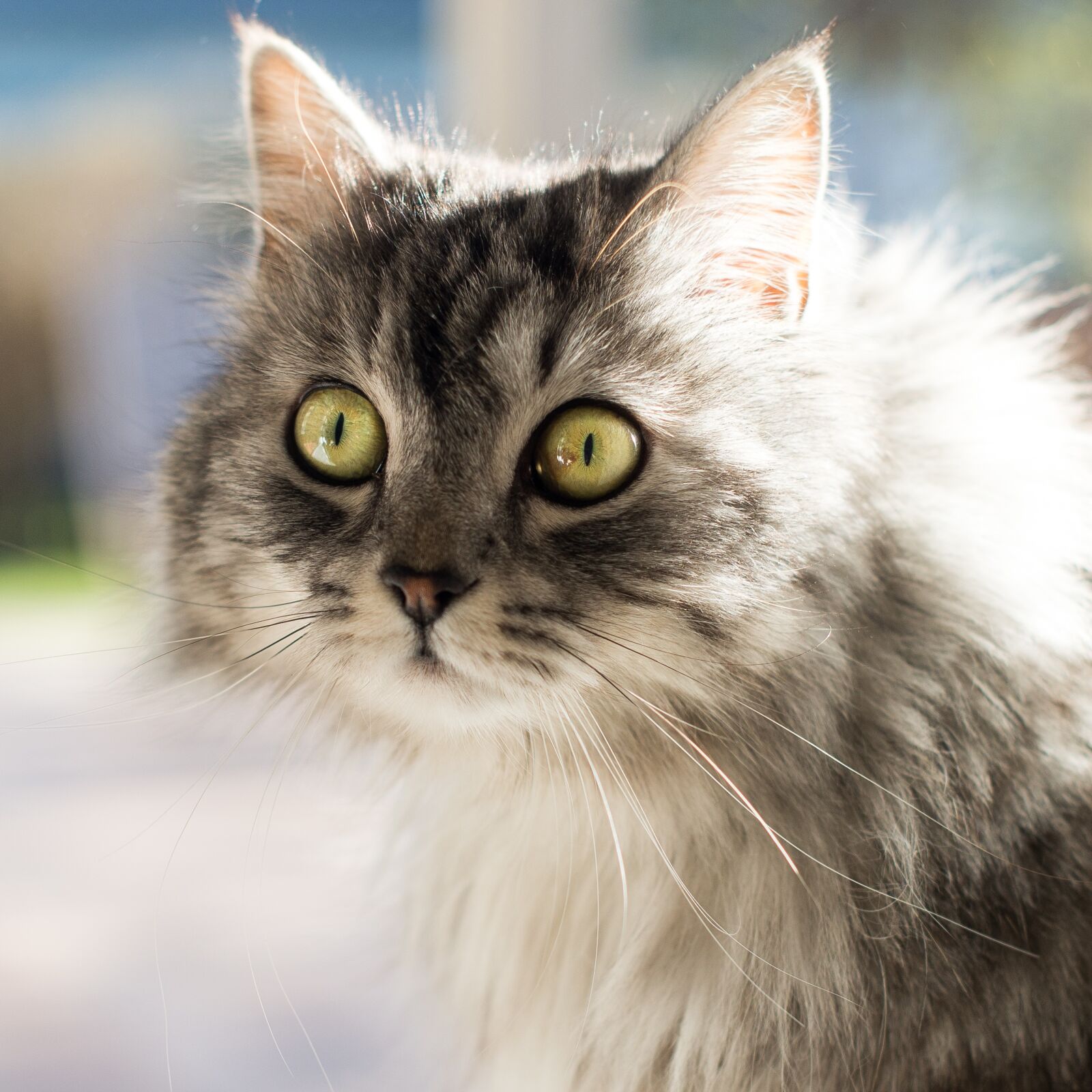 Nikon D600 sample photo. Cat, cute, animals photography
