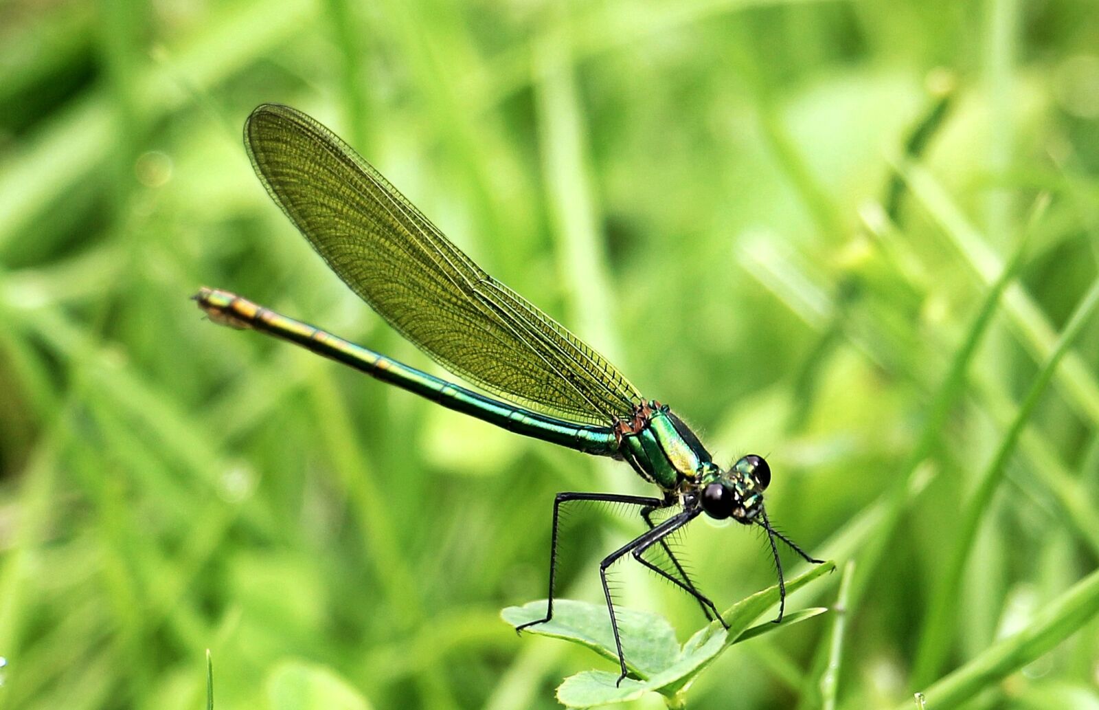Canon EOS 550D (EOS Rebel T2i / EOS Kiss X4) sample photo. Dragonfly, insect, nature photography