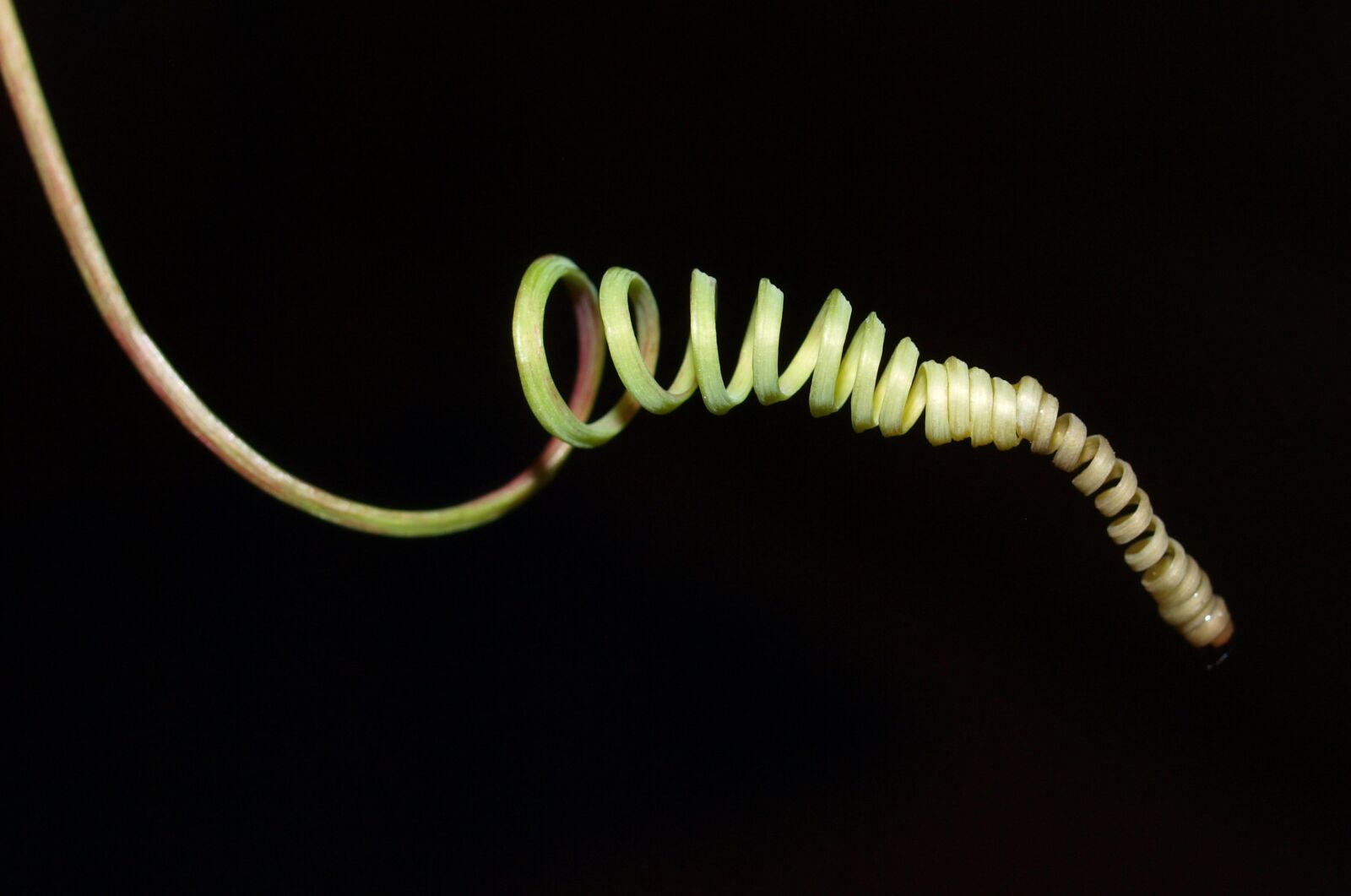 Olympus E-520 (EVOLT E-520) sample photo. Tendril, plant, stalk photography