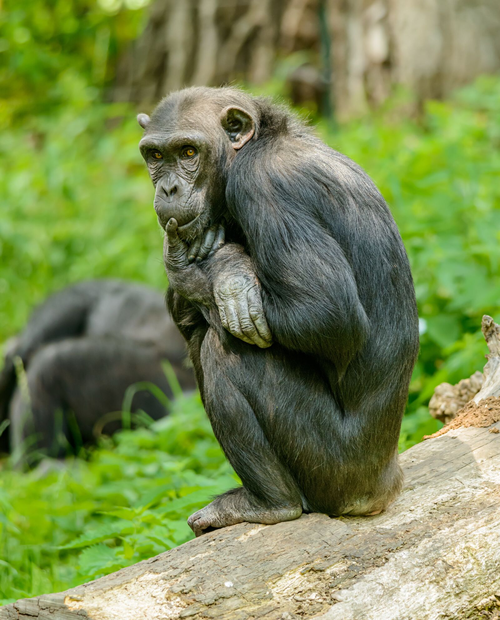 Nikon D800E sample photo. Chimp, ape, sitting photography