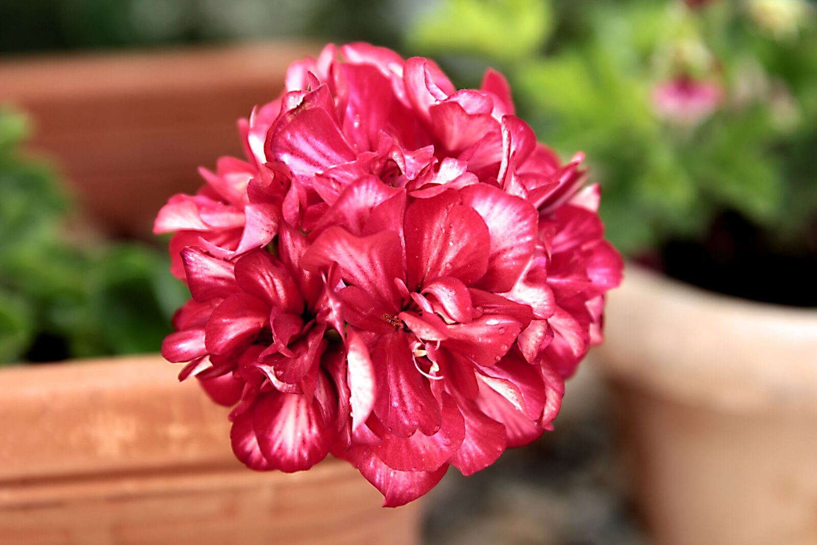 Canon EOS 550D (EOS Rebel T2i / EOS Kiss X4) sample photo. Geranium, plant, flower photography