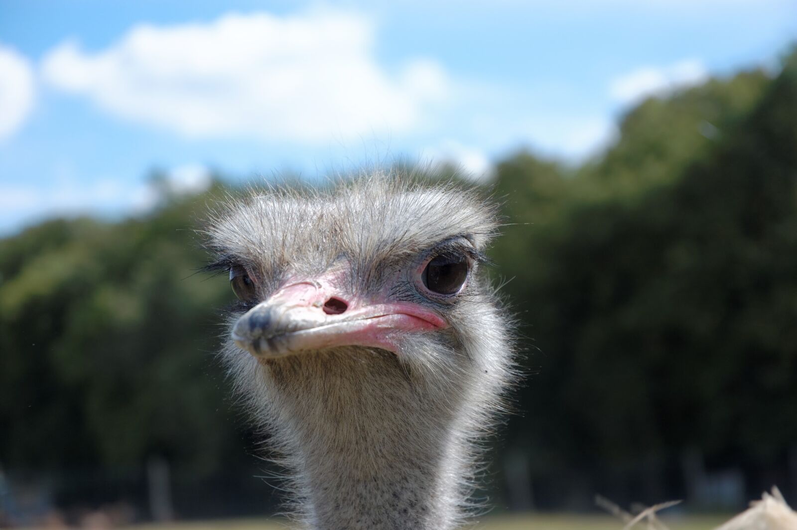 Nikon D40 sample photo. Ostrich, animal, zoo photography